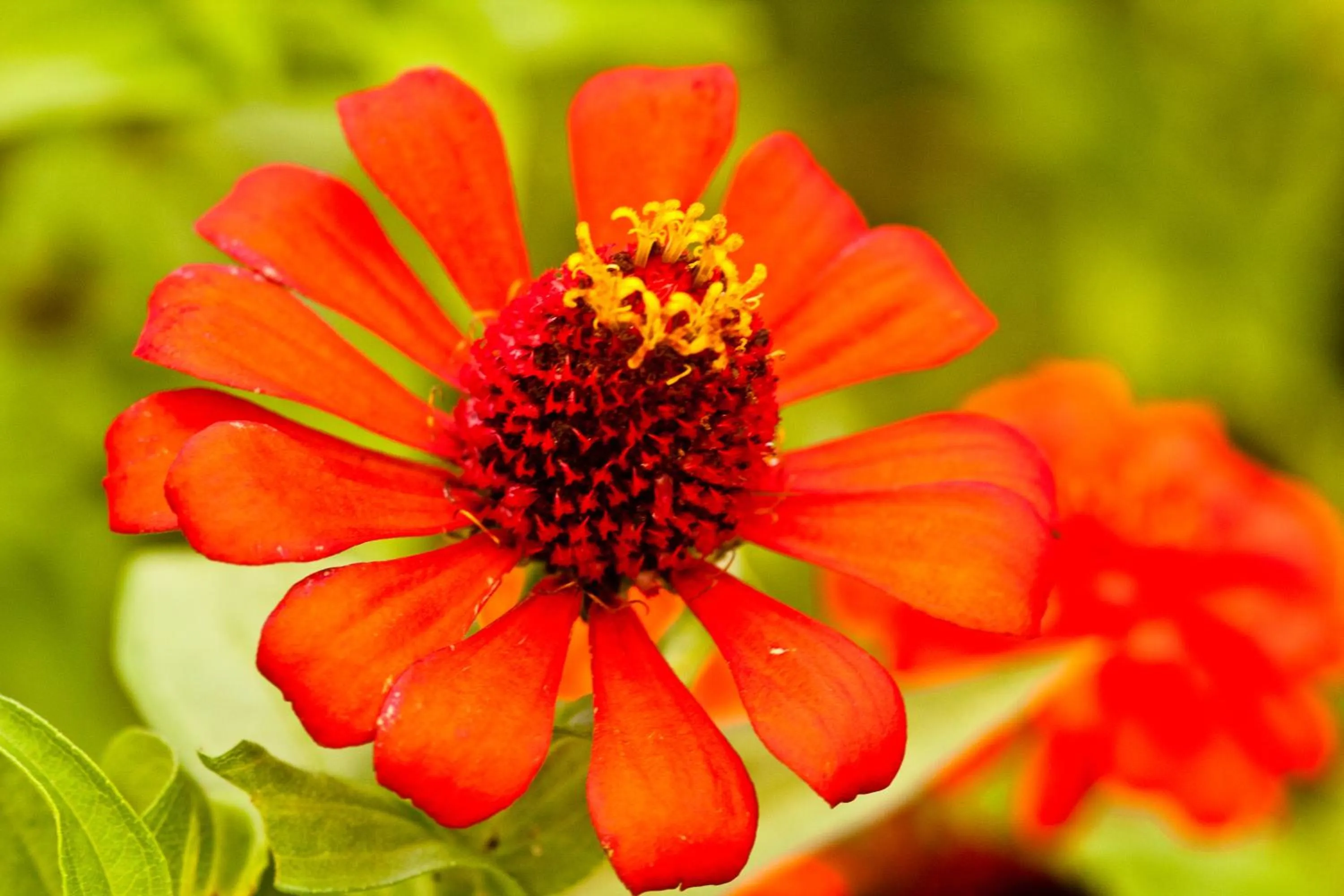 Garden in Bocas del Mar