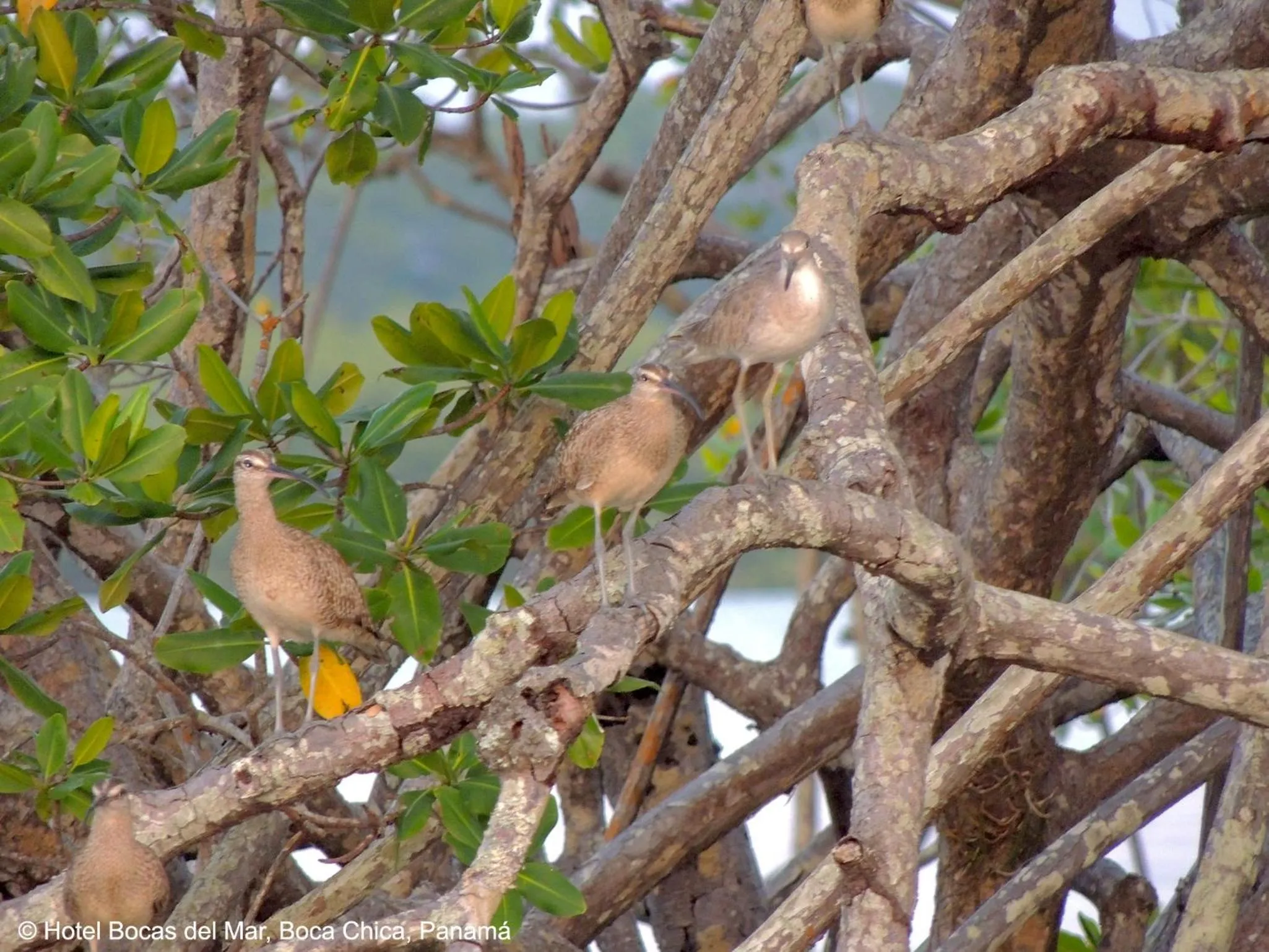 Natural landscape in Bocas del Mar