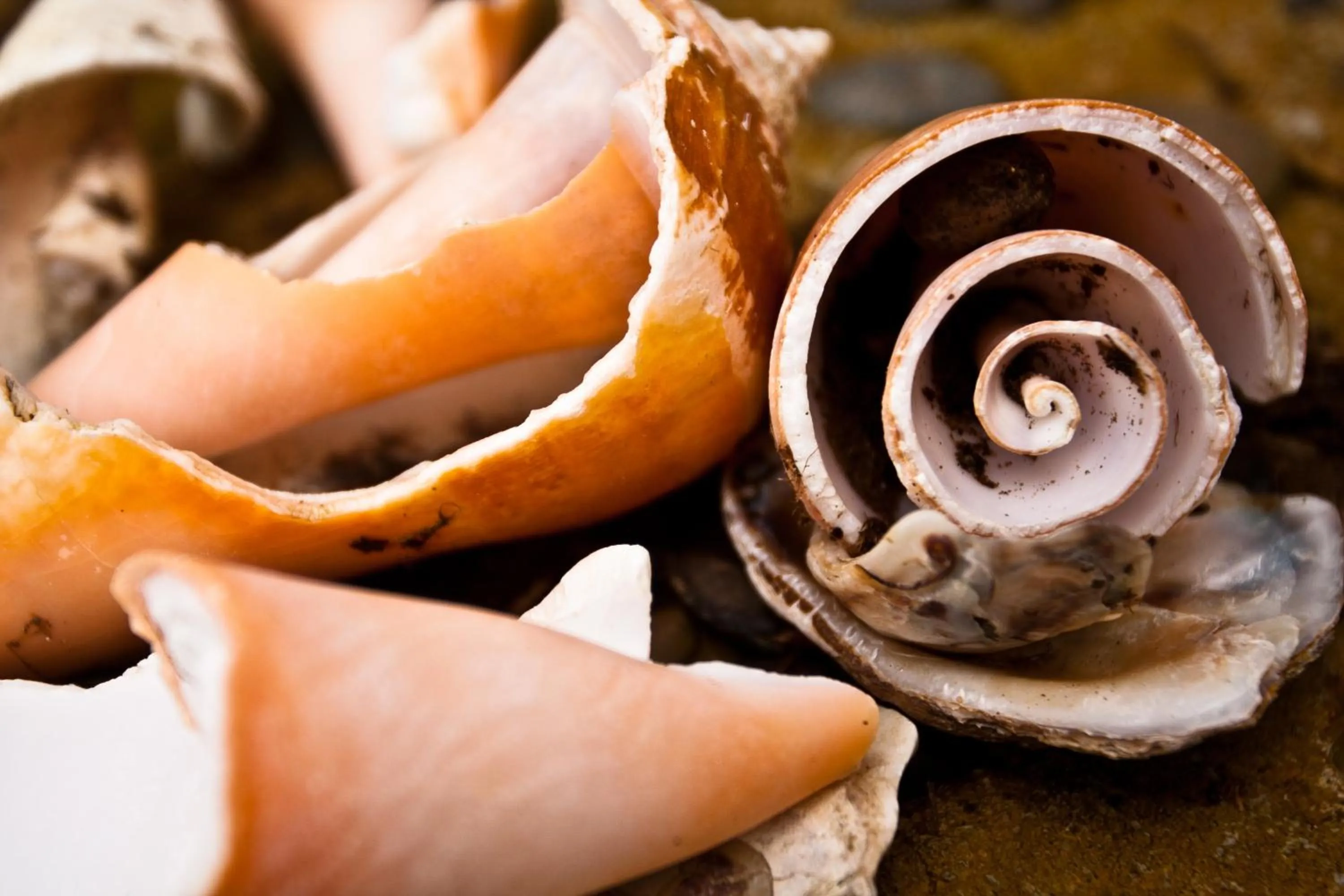 Garden in Bocas del Mar