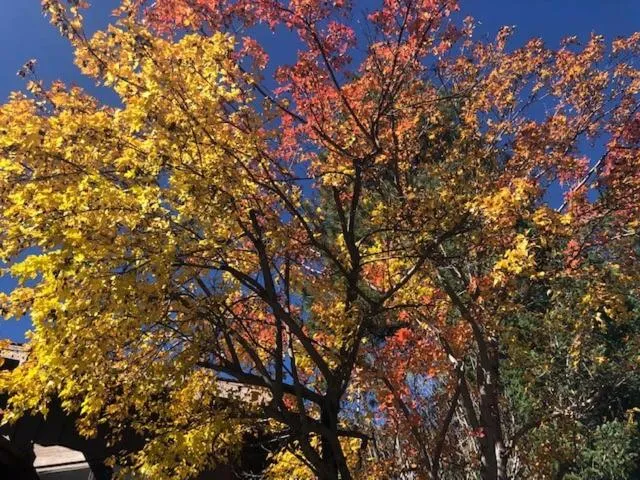 Natural landscape in Junipine Resort