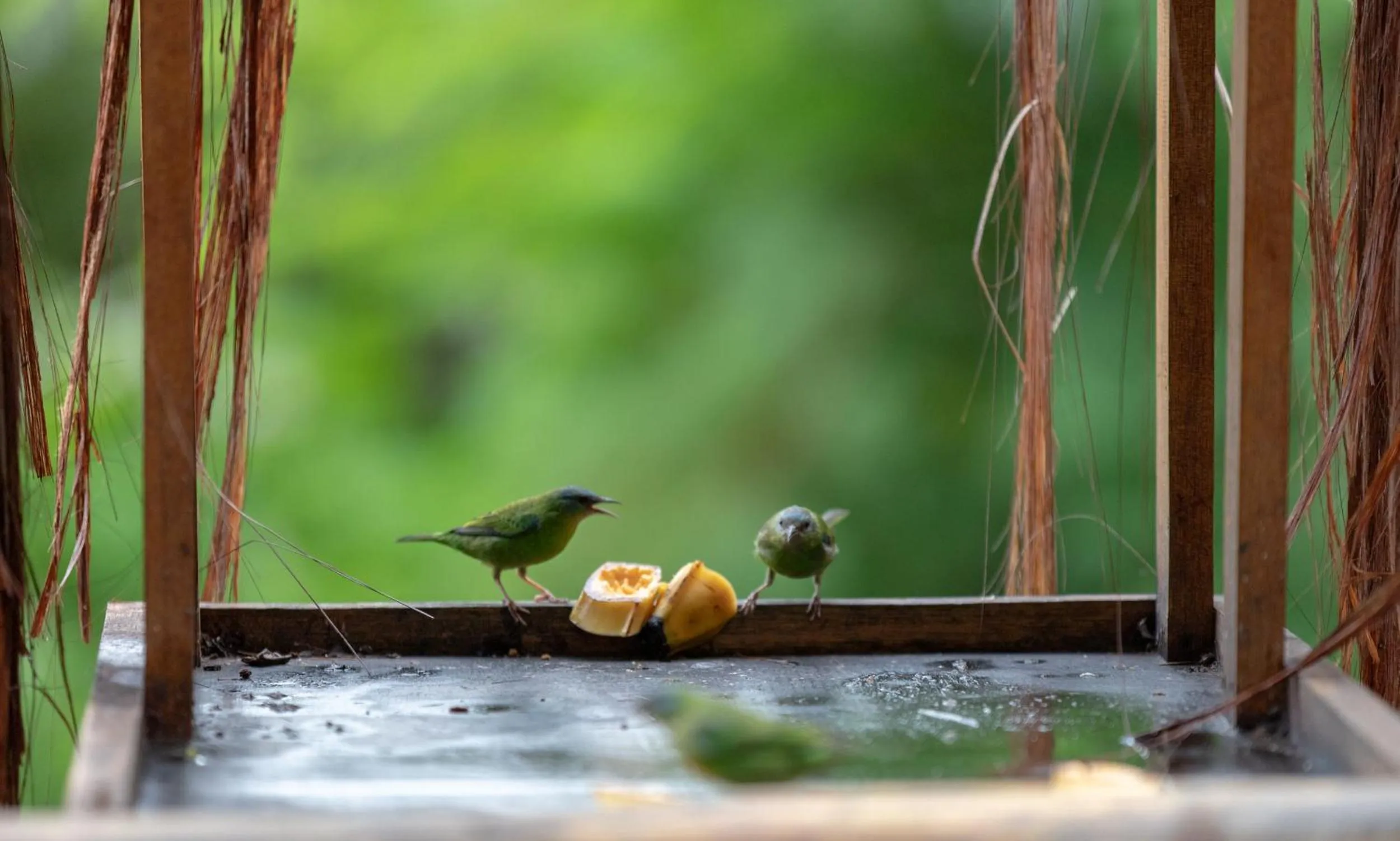 Animals in Hotel Vila Kebaya