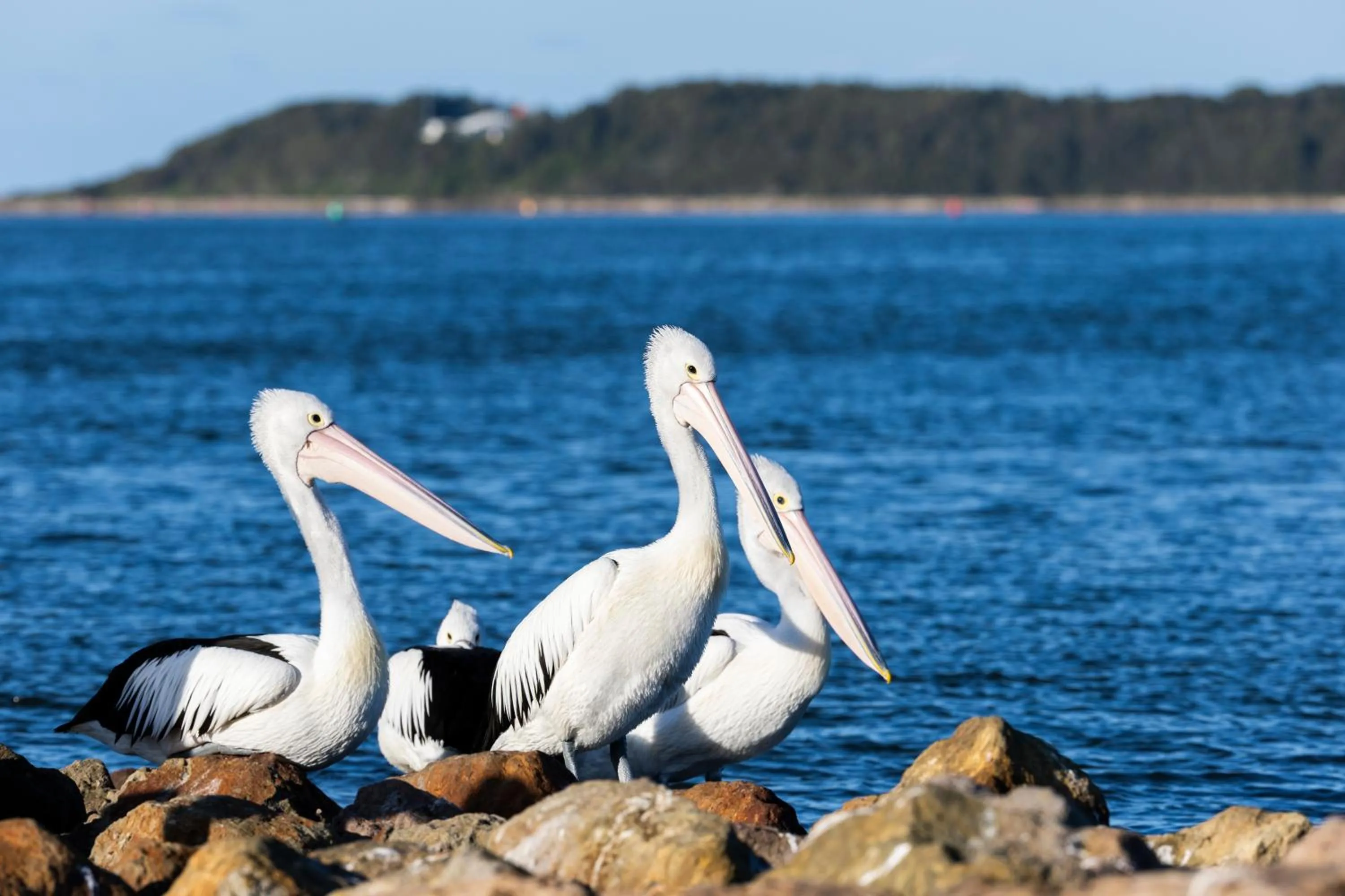 Day in South Coast Retreat