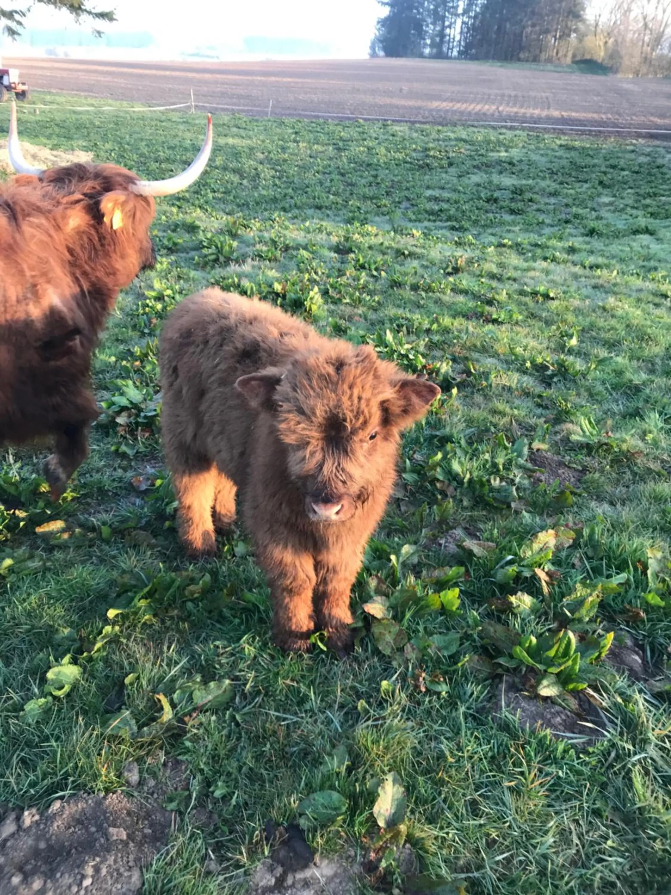 Bremsmaj Farm Holiday