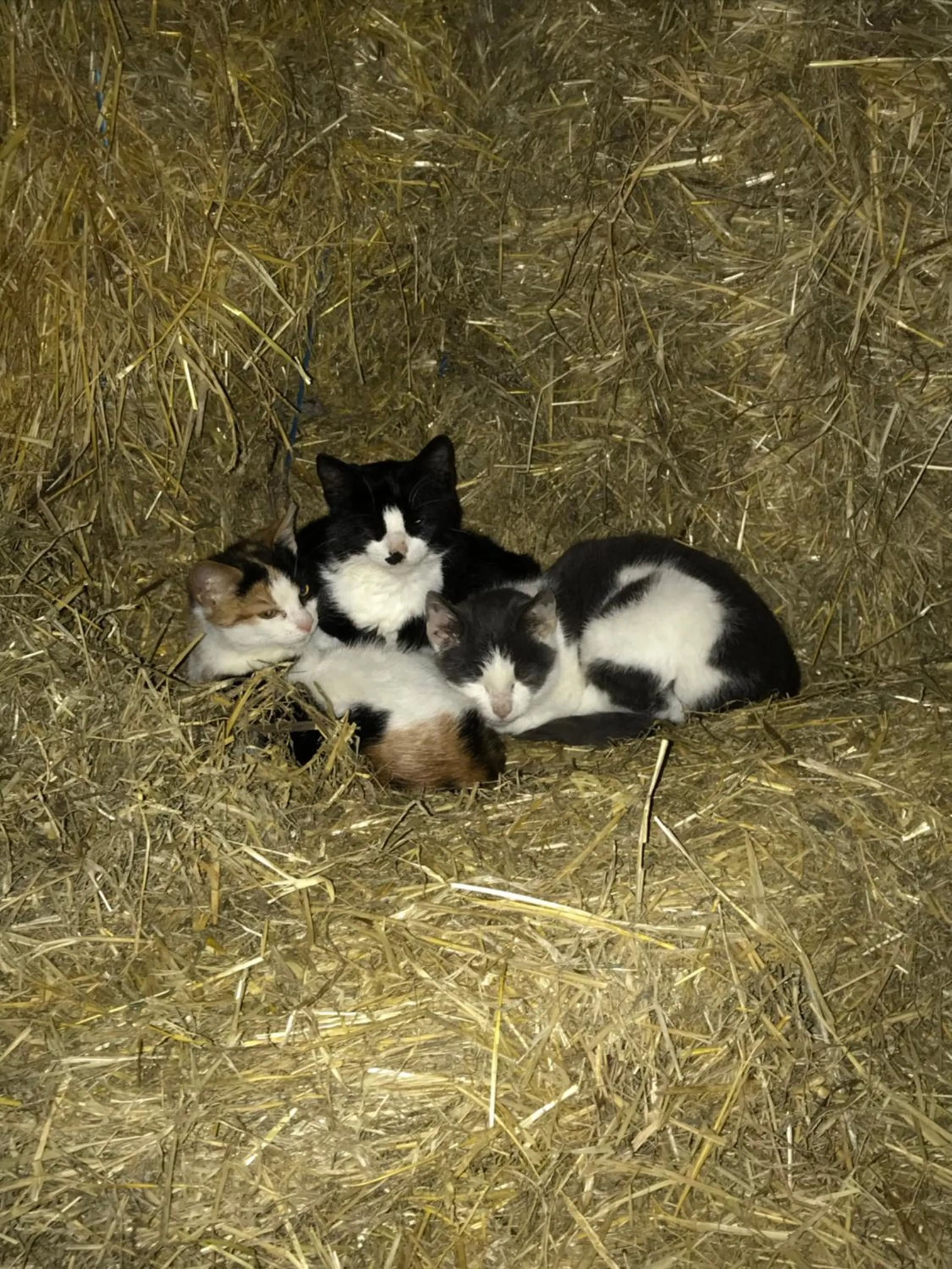 Bremsmaj Farm Holiday