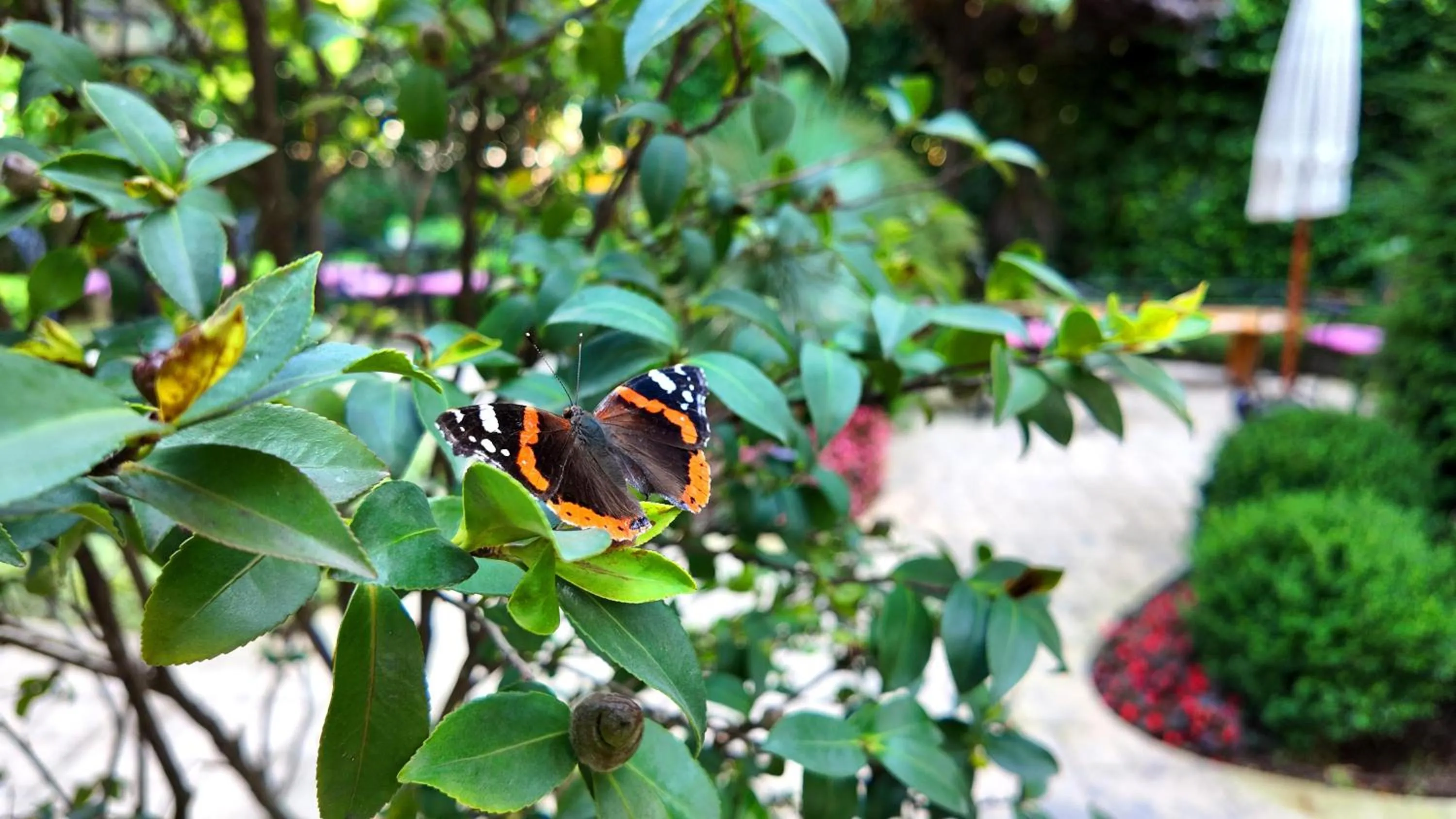 Garden in Tuzla Garden Hotel & Spa