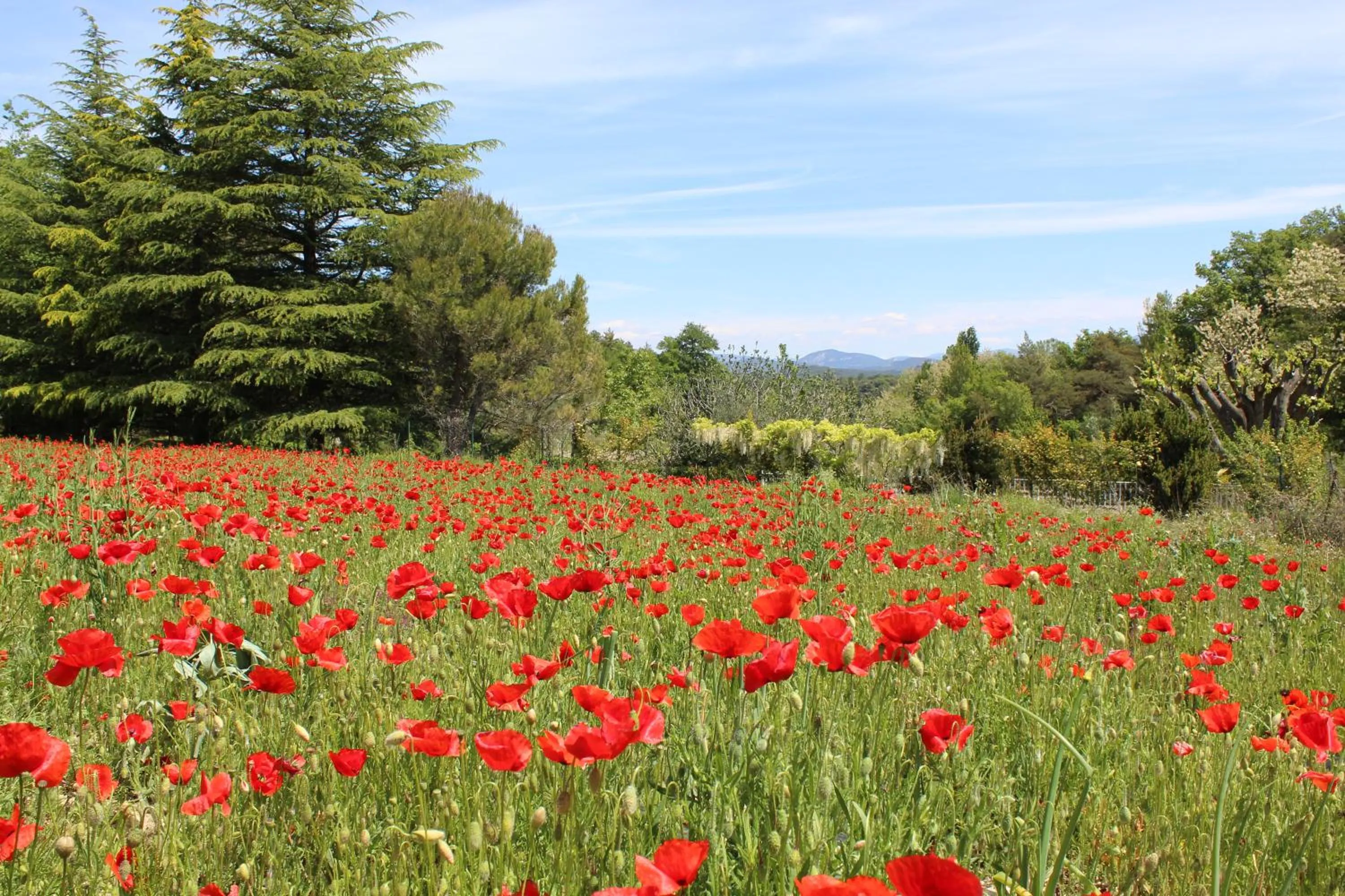 Garden in Les Logis de Paban