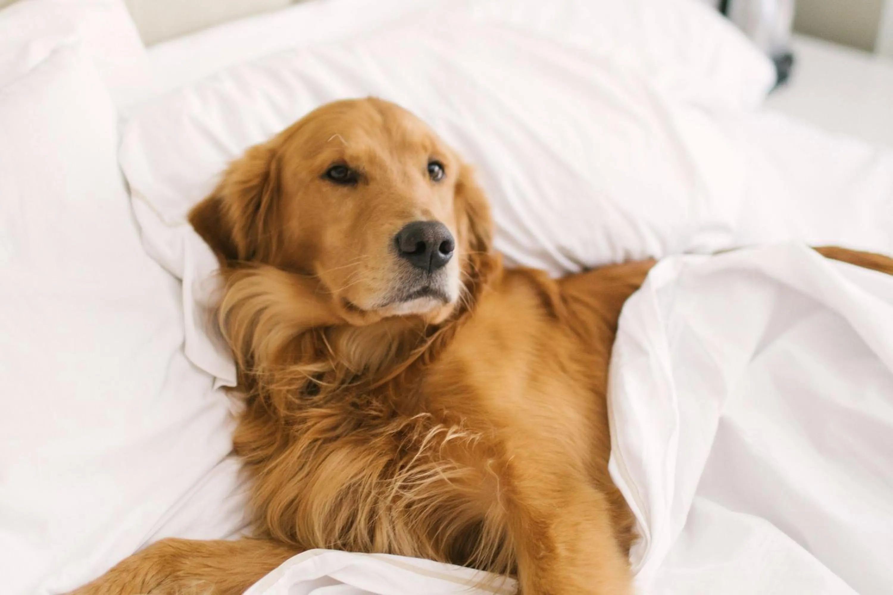 Other, Bed in The Westin Riverfront Resort & Spa, Avon, Vail Valley