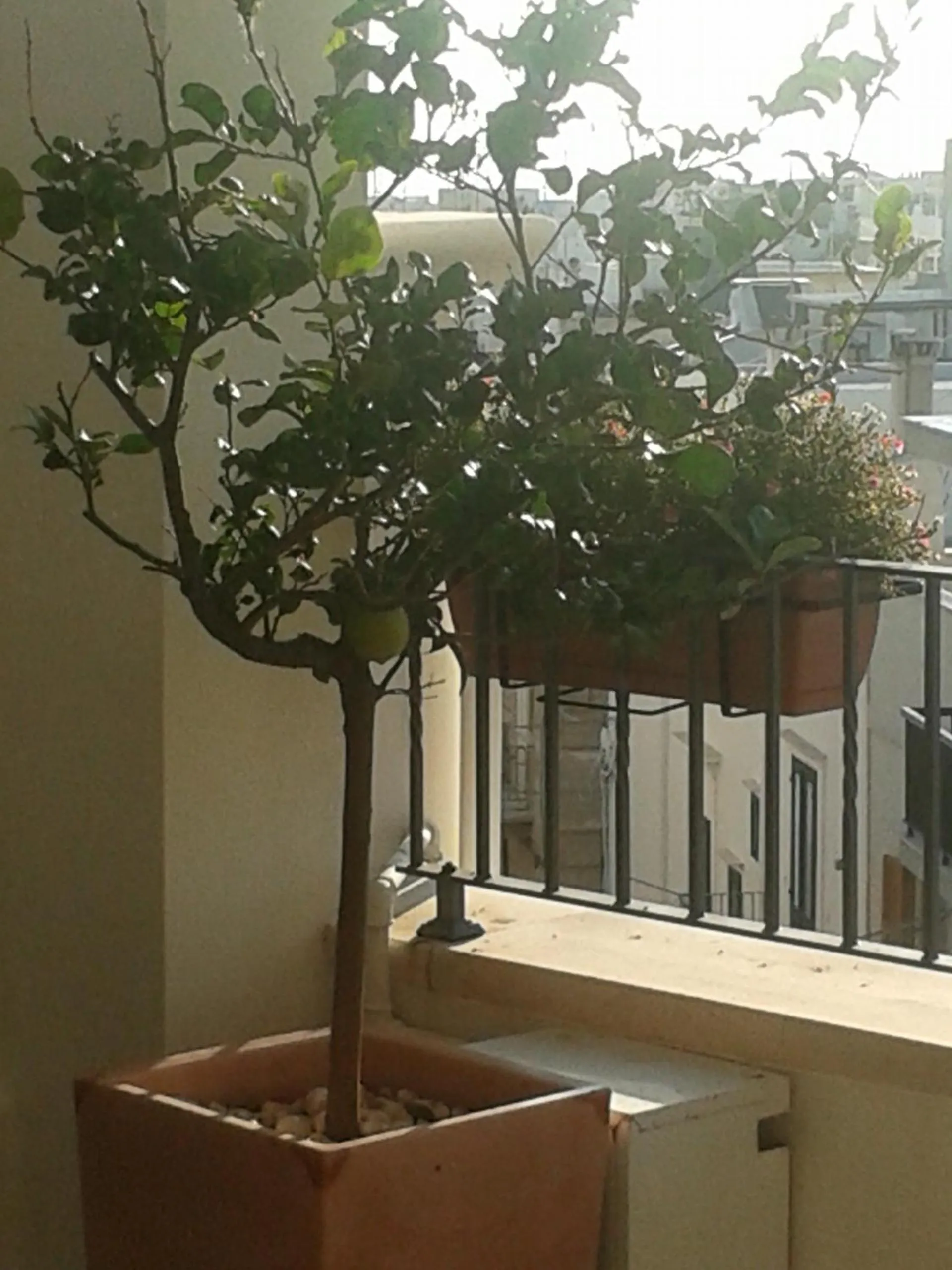 Patio in Tra le Mura