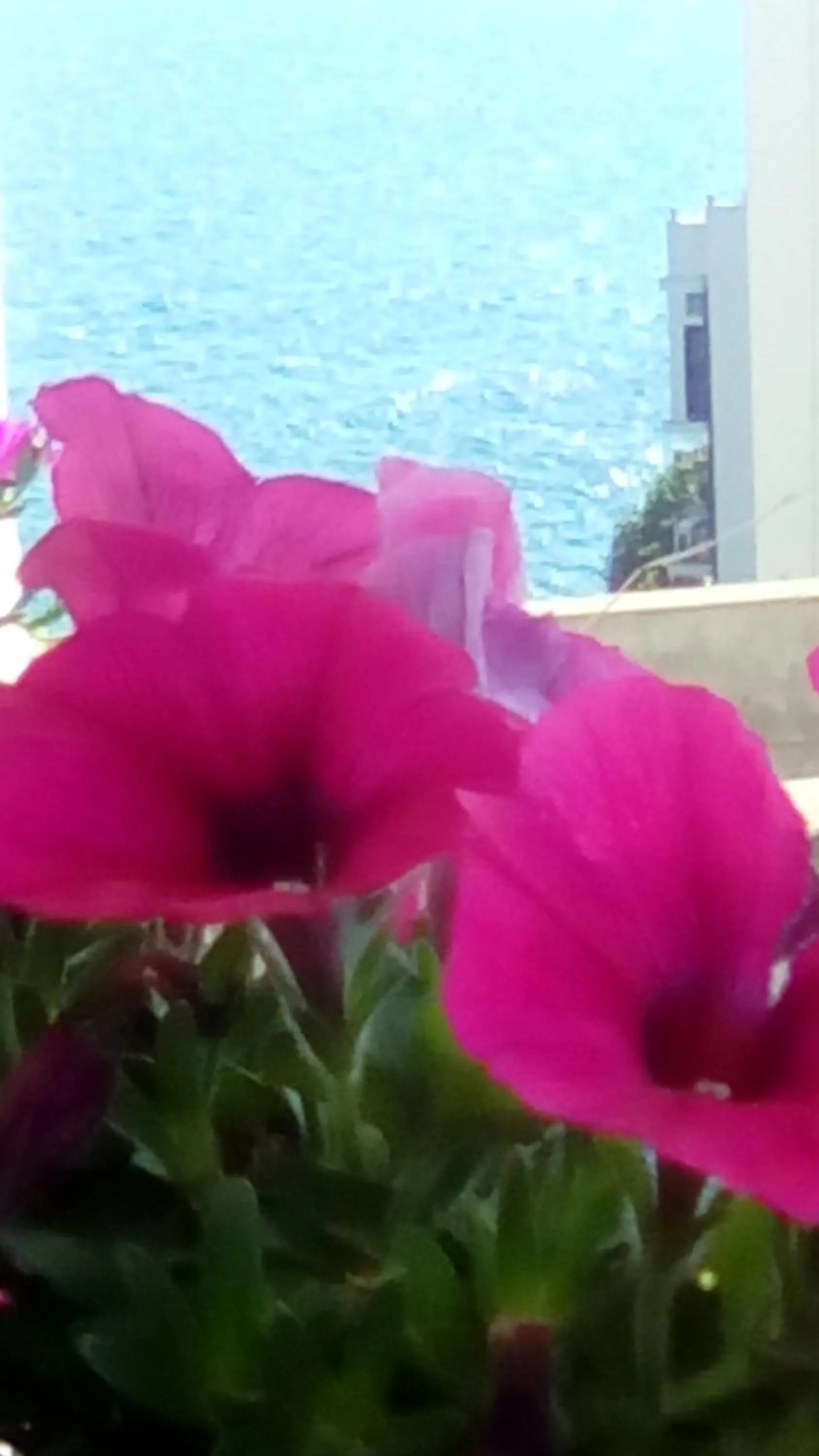 Sea view in Tra le Mura