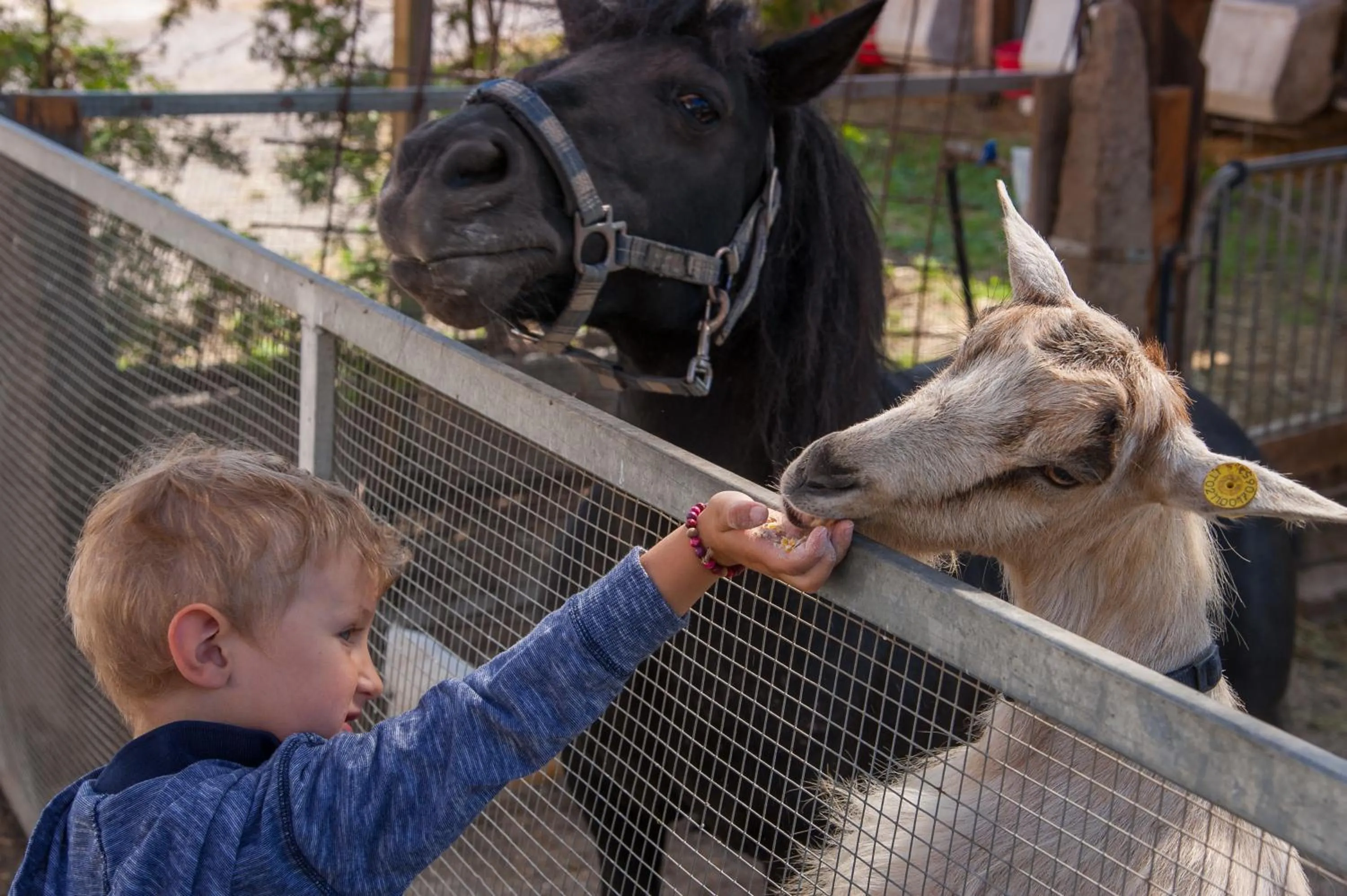 Animals in Appartement- und Wellnesshotel Winkler