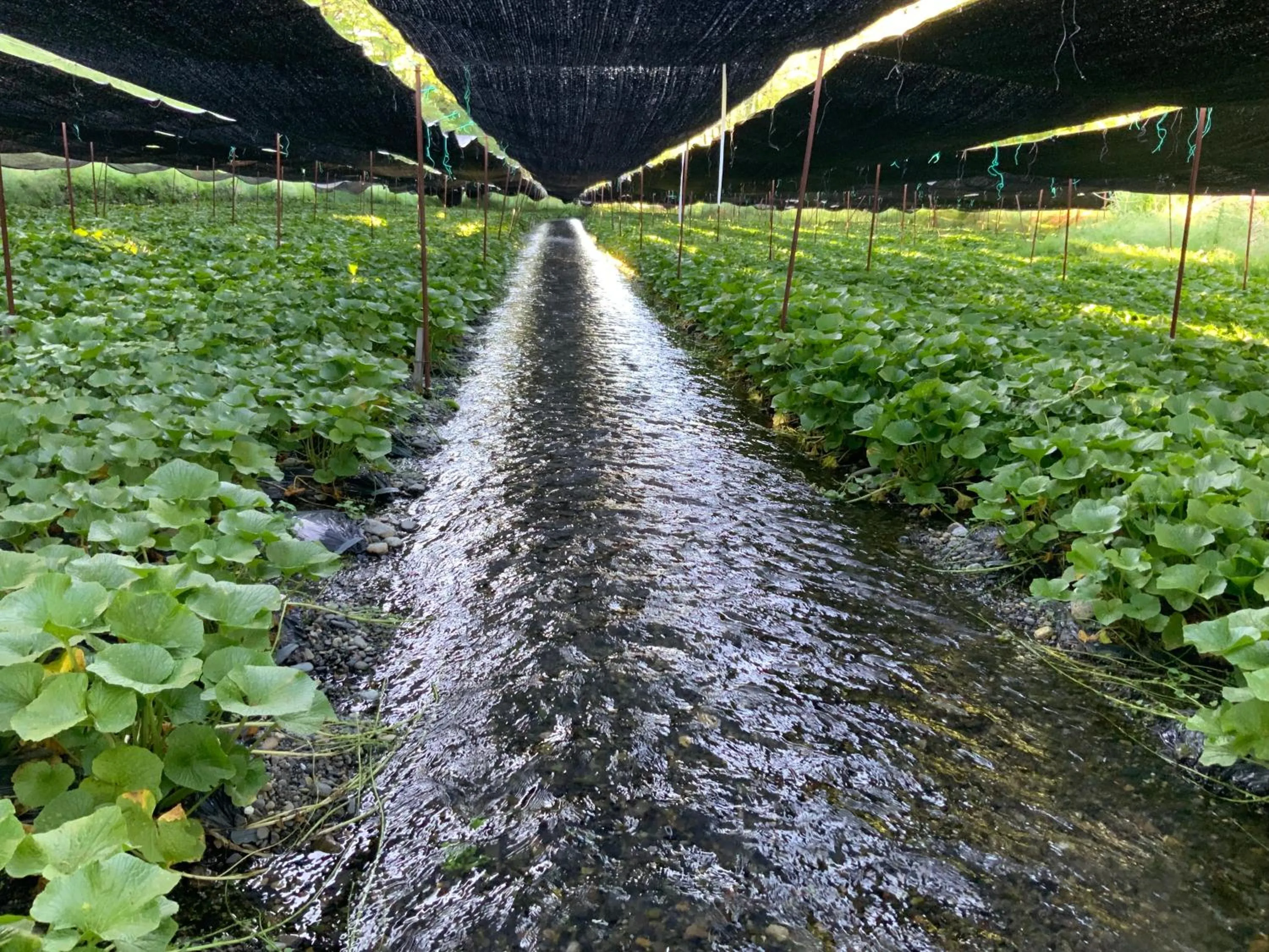 Nearby landmark in Hotel Tamanoyu