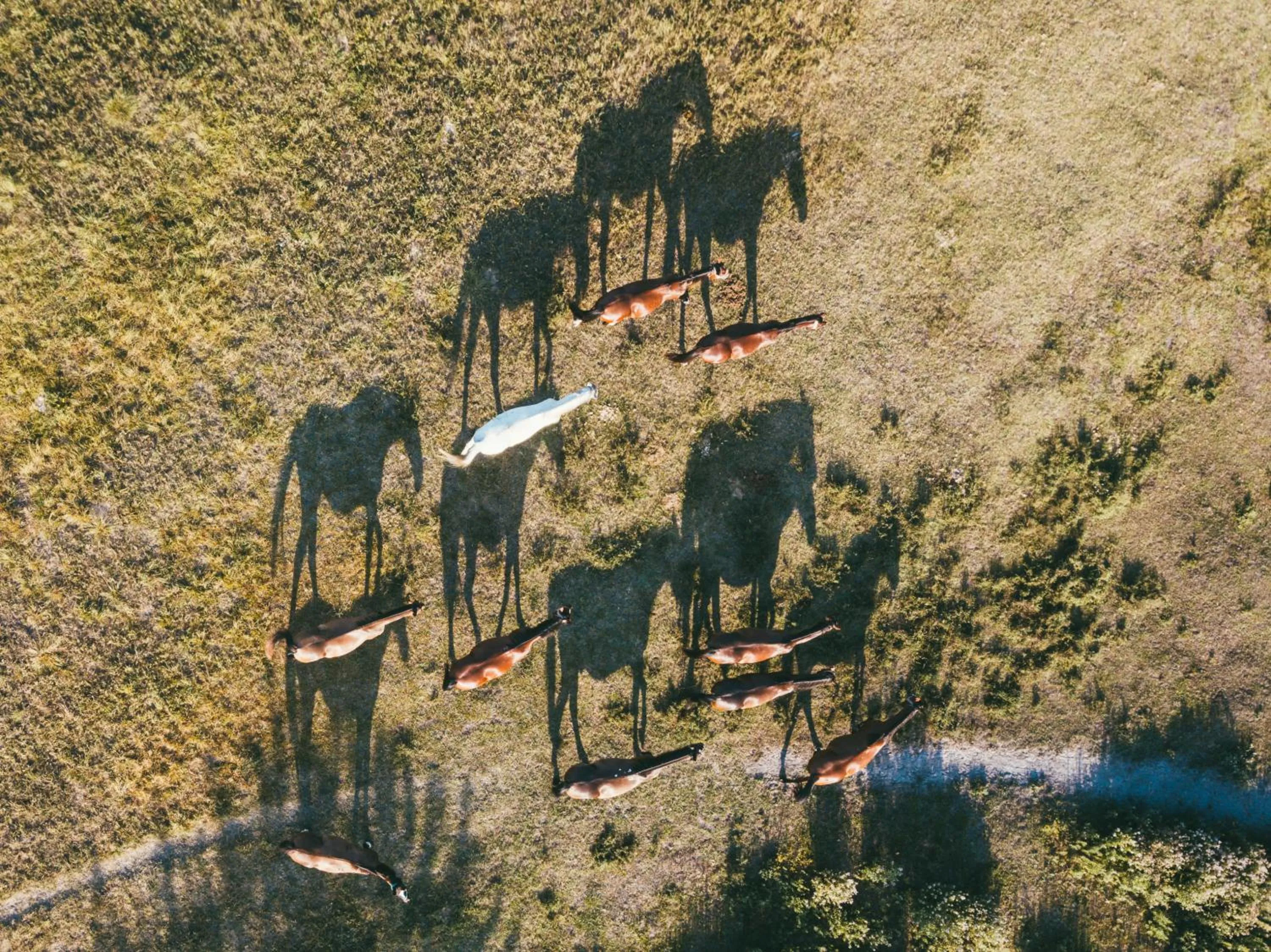 Bird's eye view in HOMOKI LODGE Bed & Beyond Glamping Adult Only