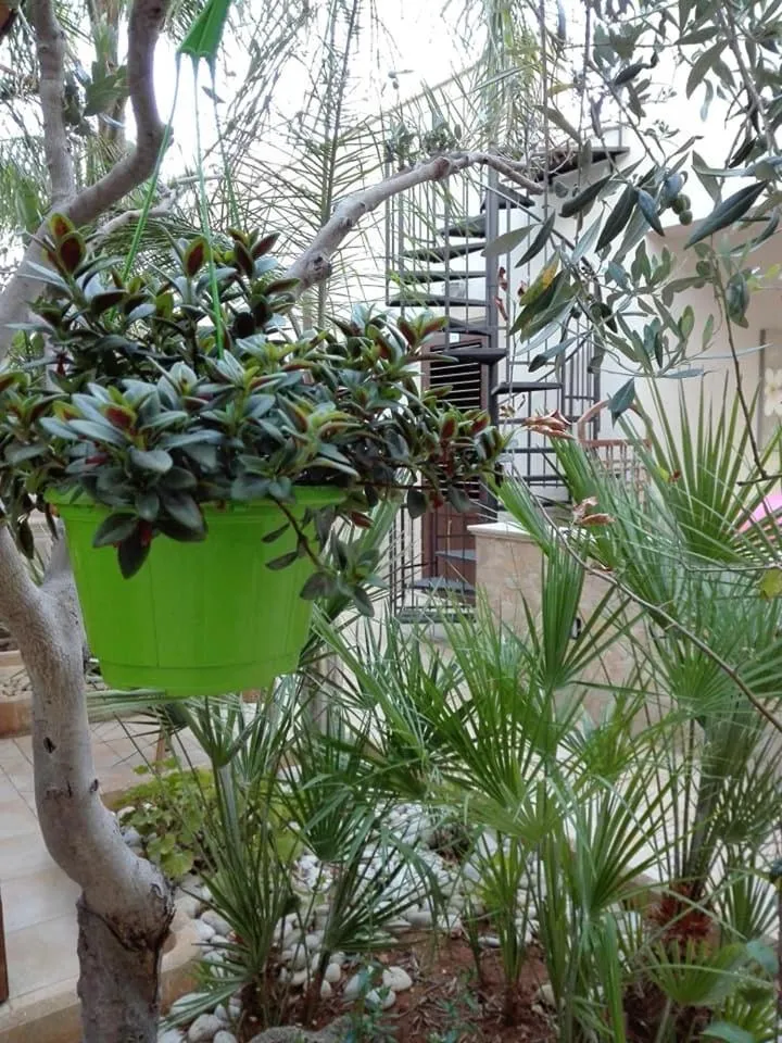 Garden in Amaryllis Hotel