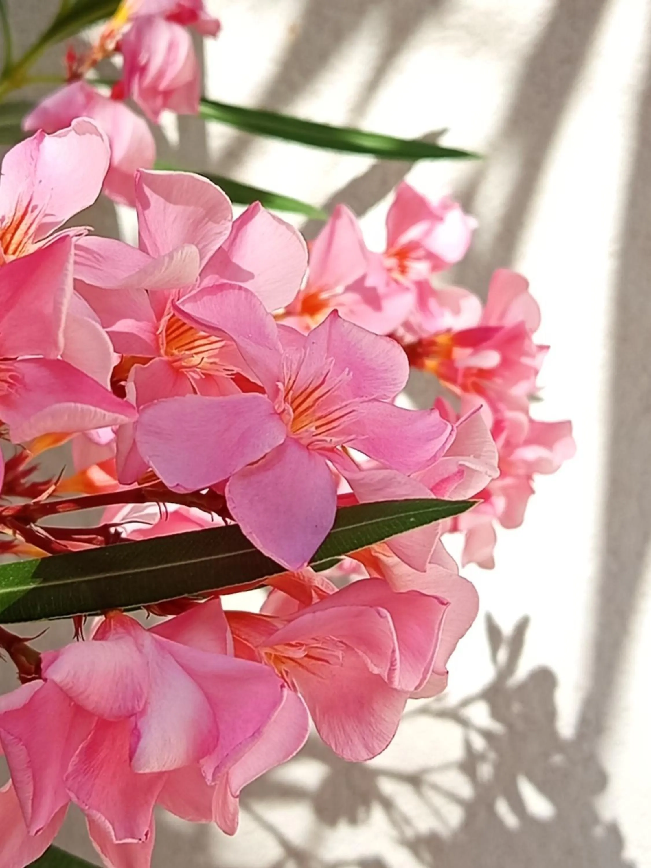 Spring in Amaryllis Hotel