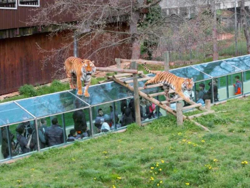 Activities in Le Chalet du Parc proche du safari parc de Peaugres