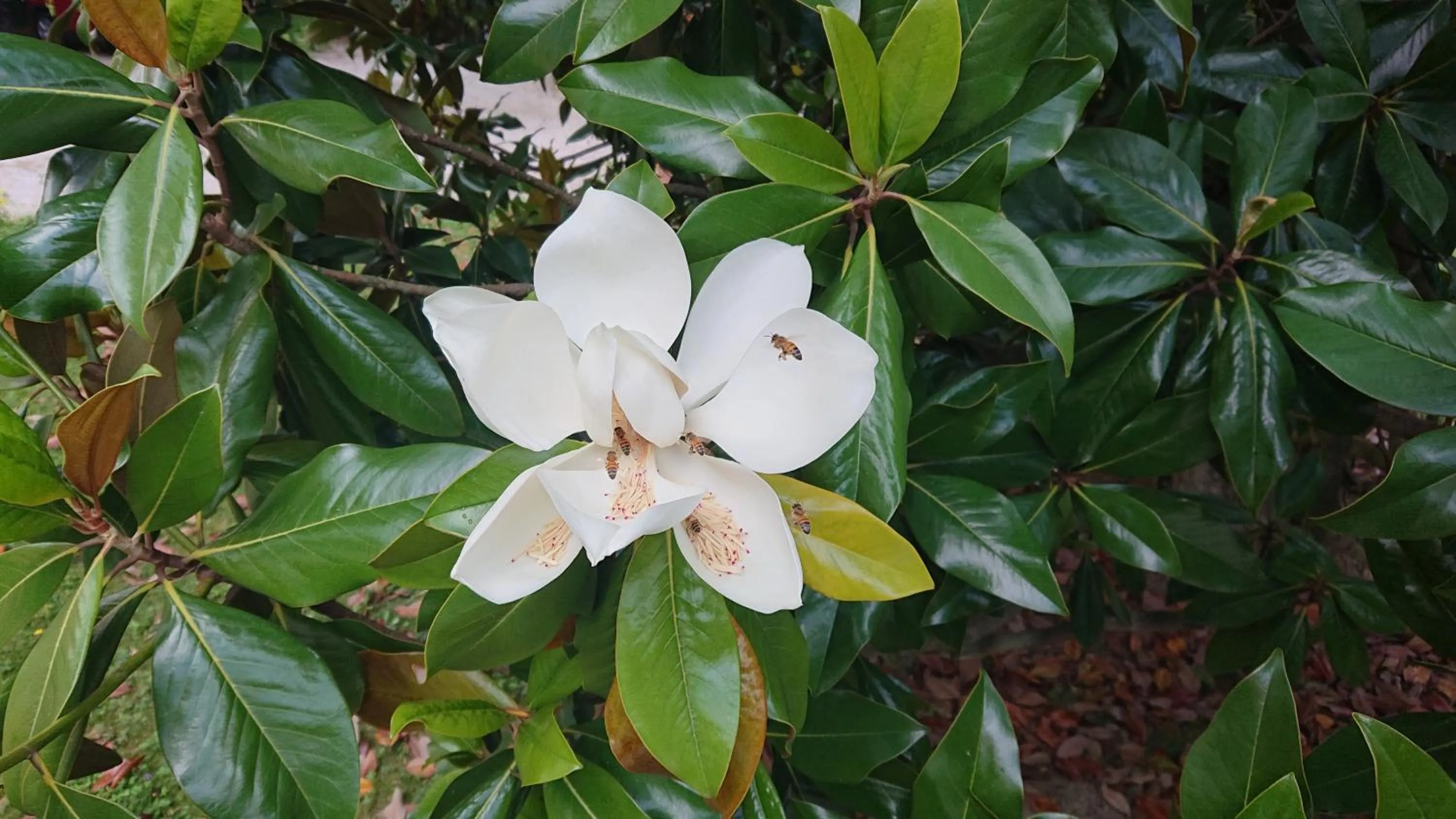 Summer in Corte livia Room & Breakfast