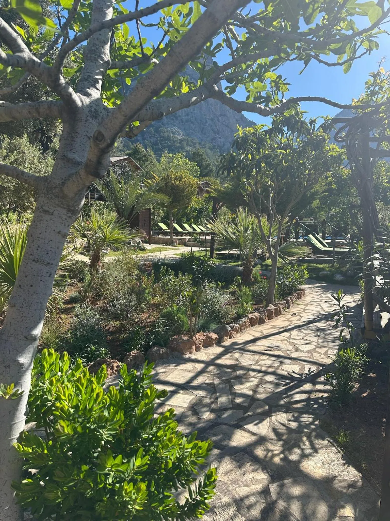 Natural landscape in Olive Garden Kabak