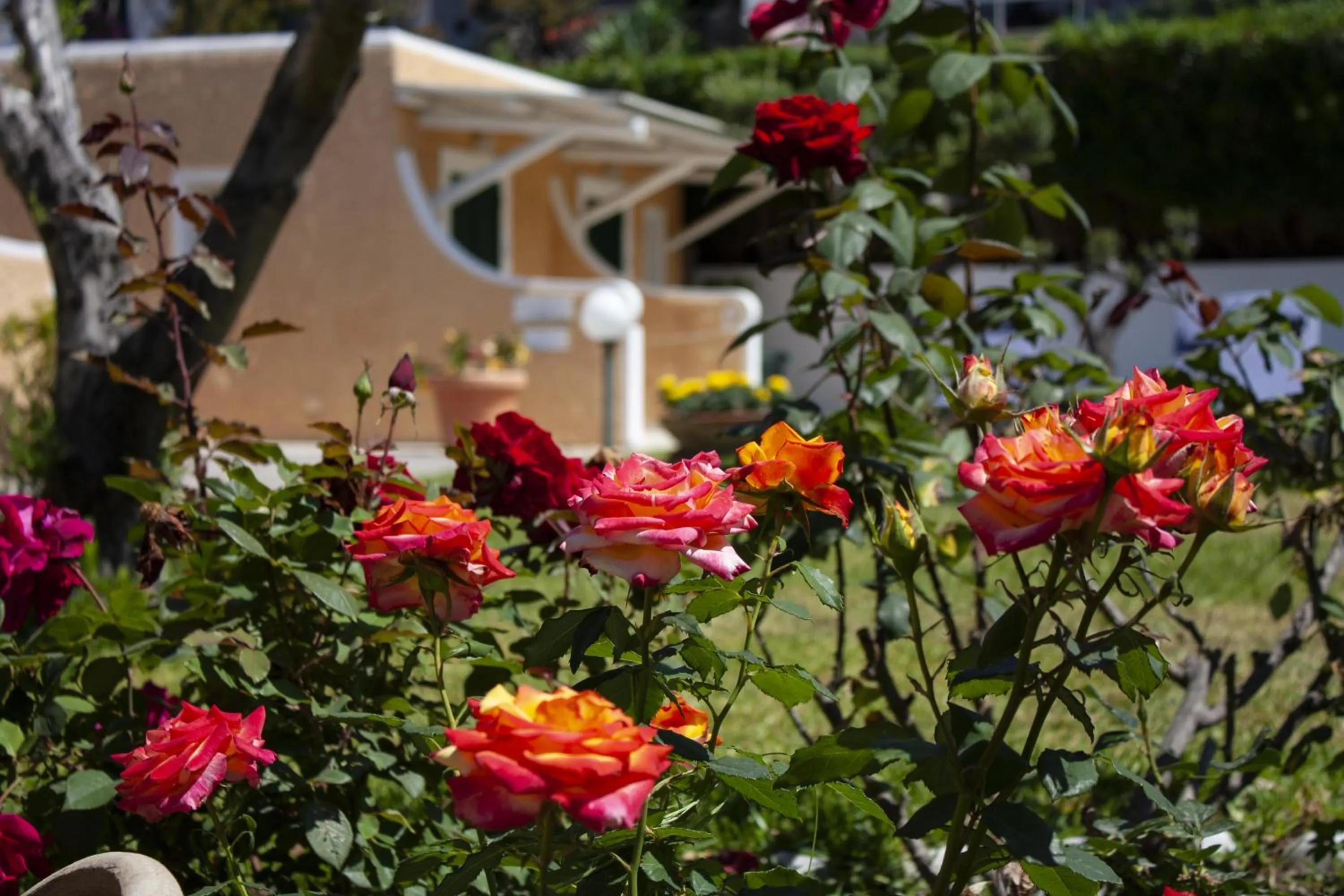 Garden in Hotel Parco Delle Agavi