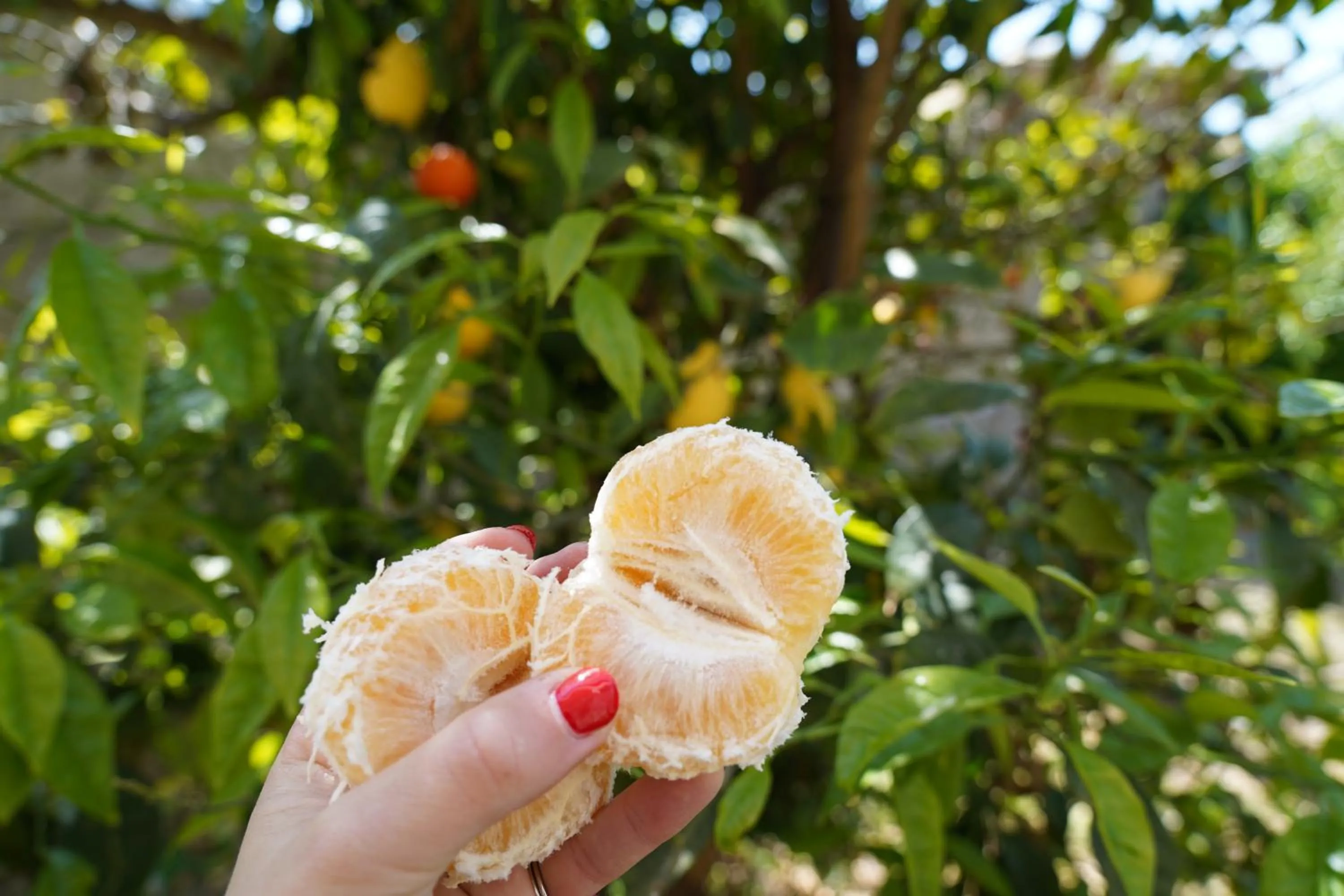 Natural landscape in Hotel Parco Delle Agavi