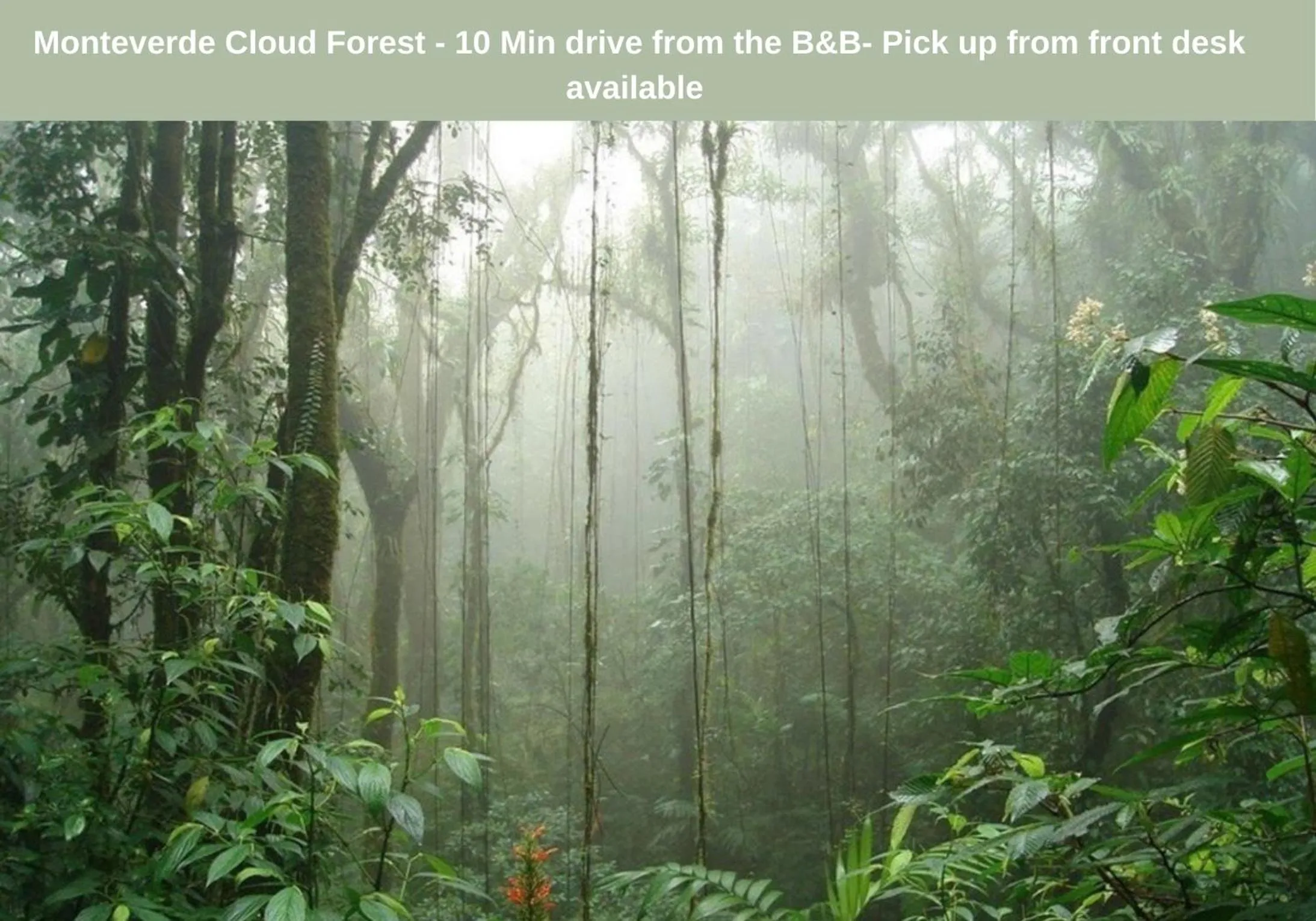 Activities in Camino Verde B&B Monteverde Costa Rica