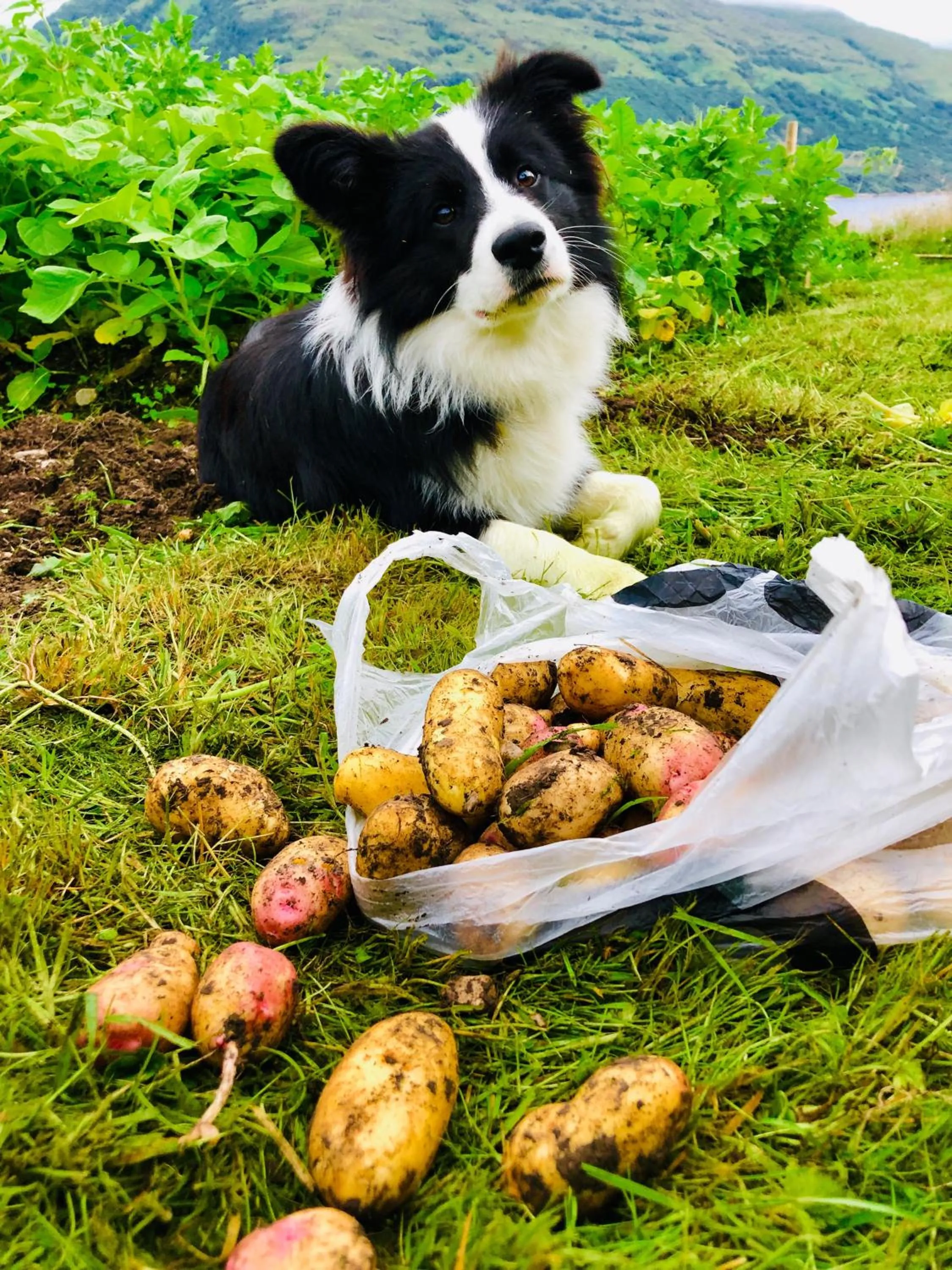 Pets in Highland Croft B&B