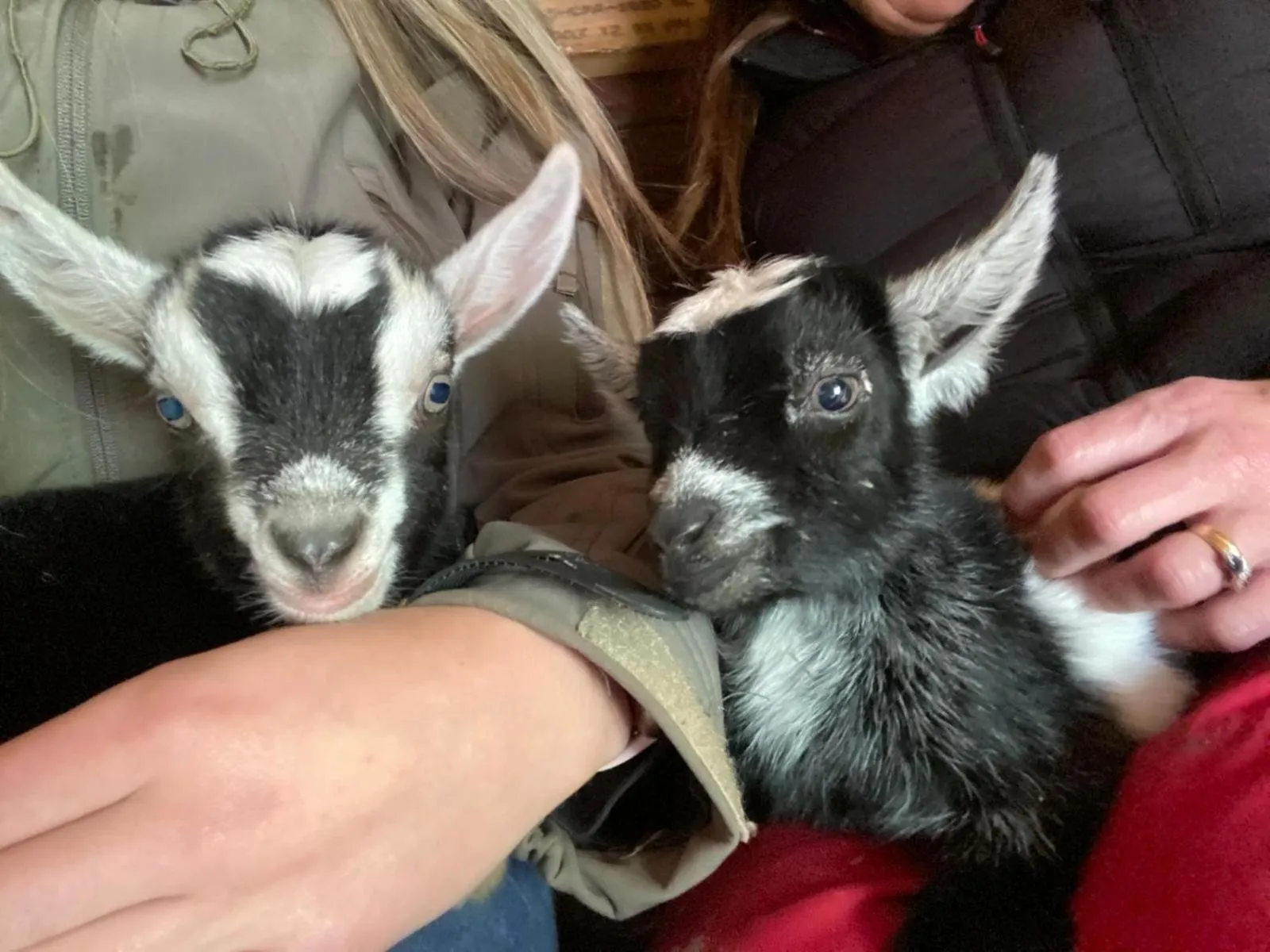 Animals in Highland Croft B&B
