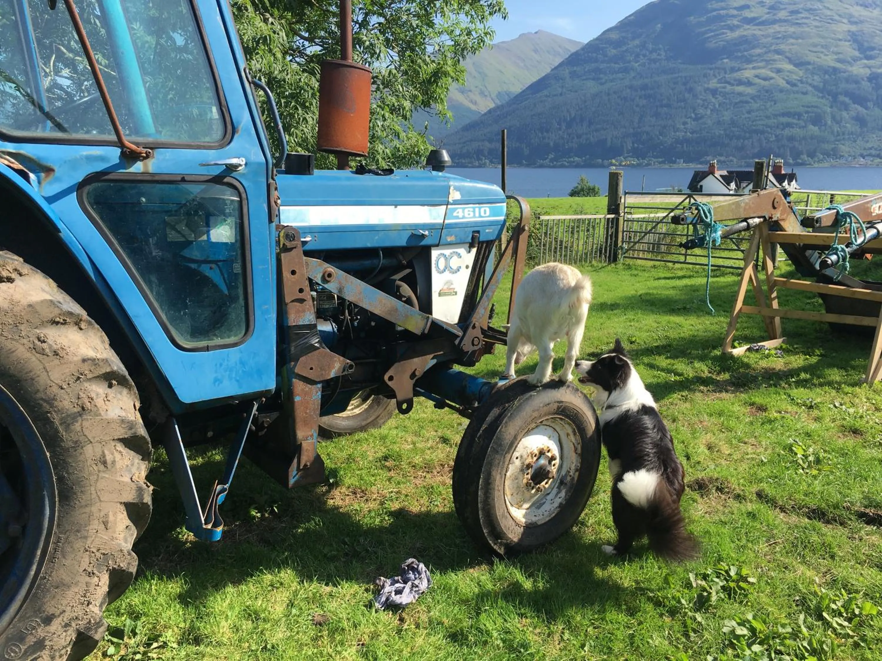 Pets in Highland Croft B&B