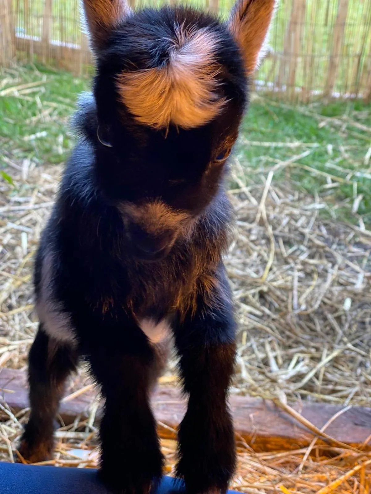 Animals in Highland Croft B&B