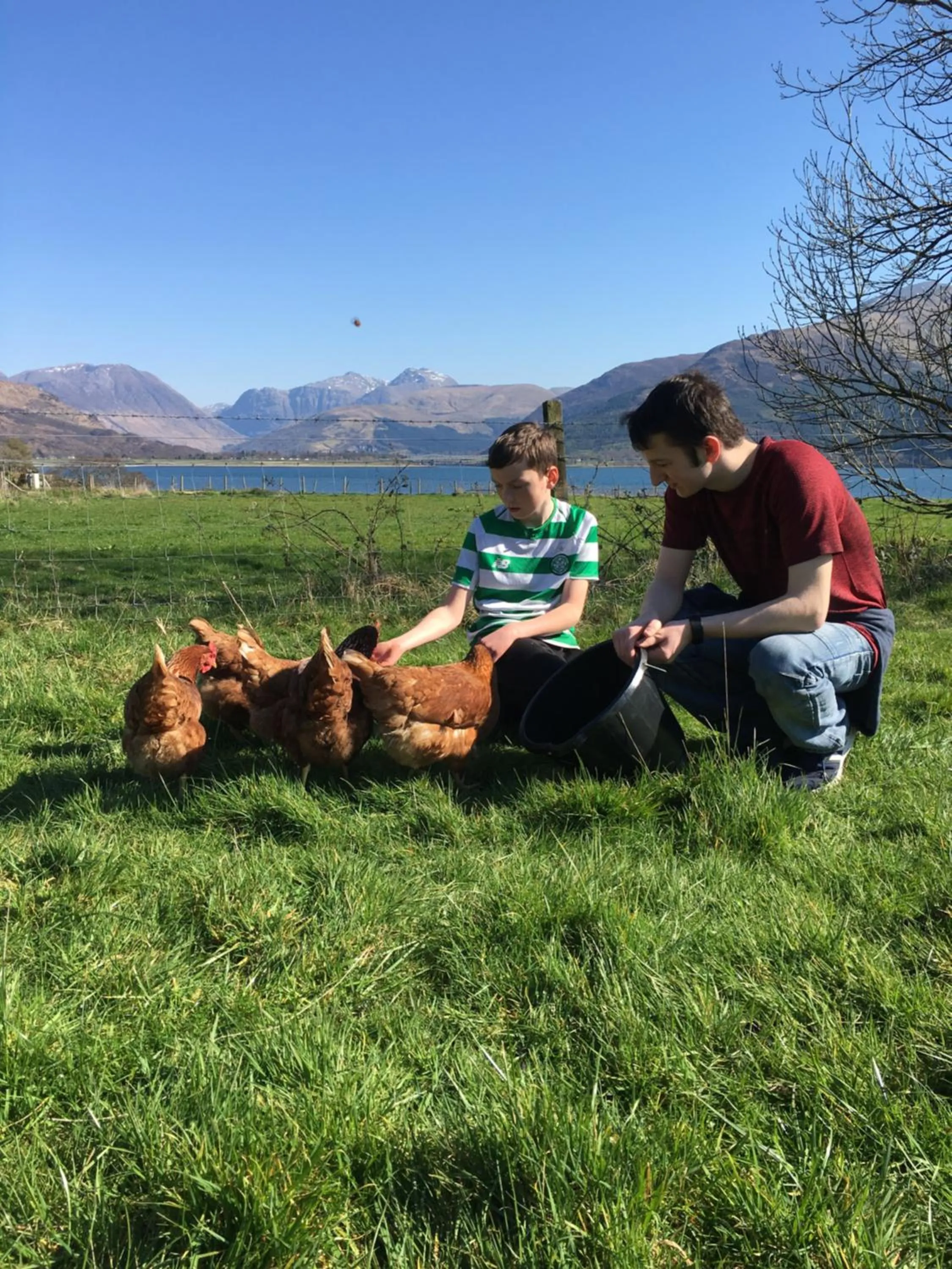 Animals in Highland Croft B&B