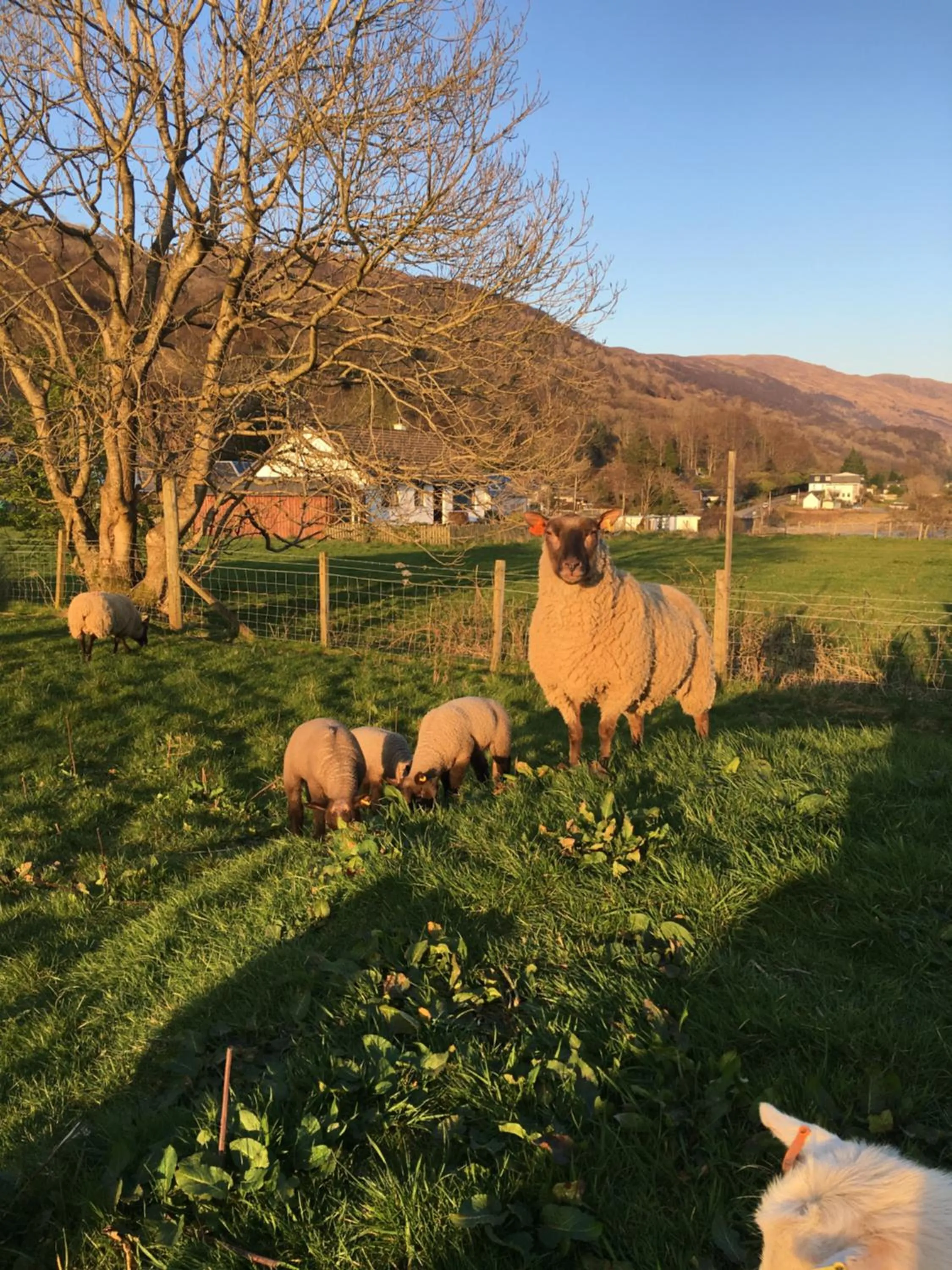 Animals in Highland Croft B&B
