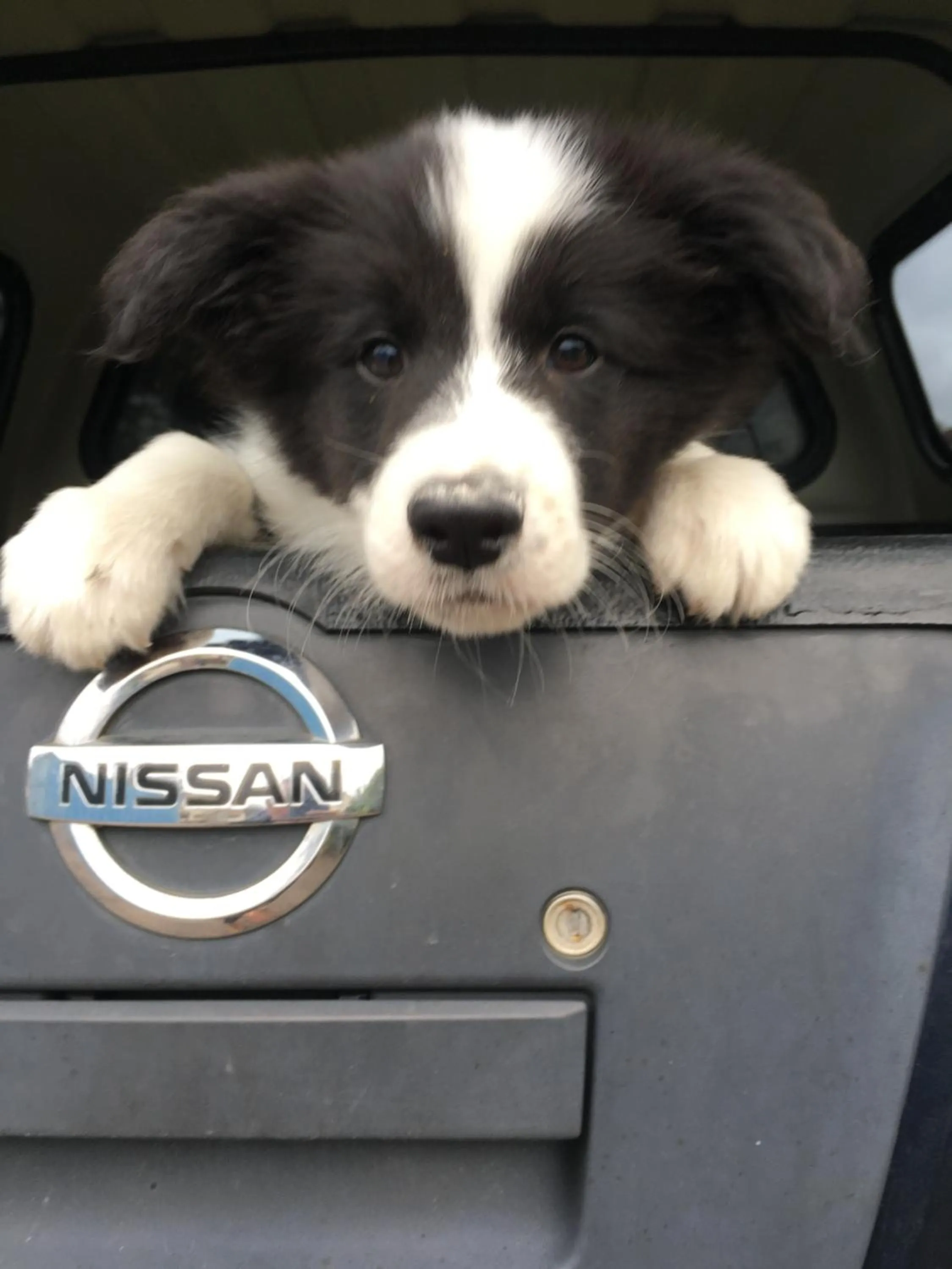 Pets in Highland Croft B&B