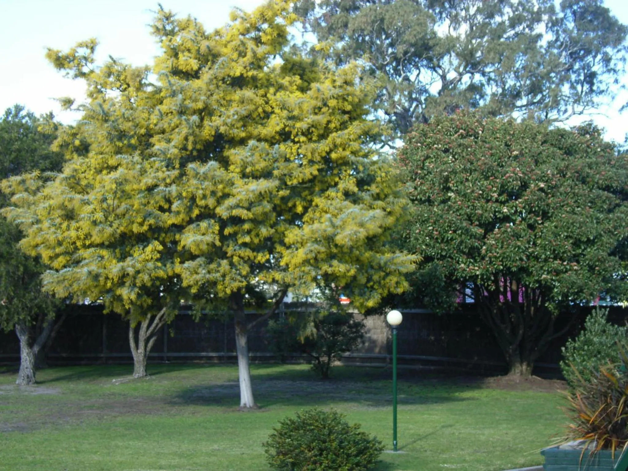 Garden in Bairnsdale Main Motel