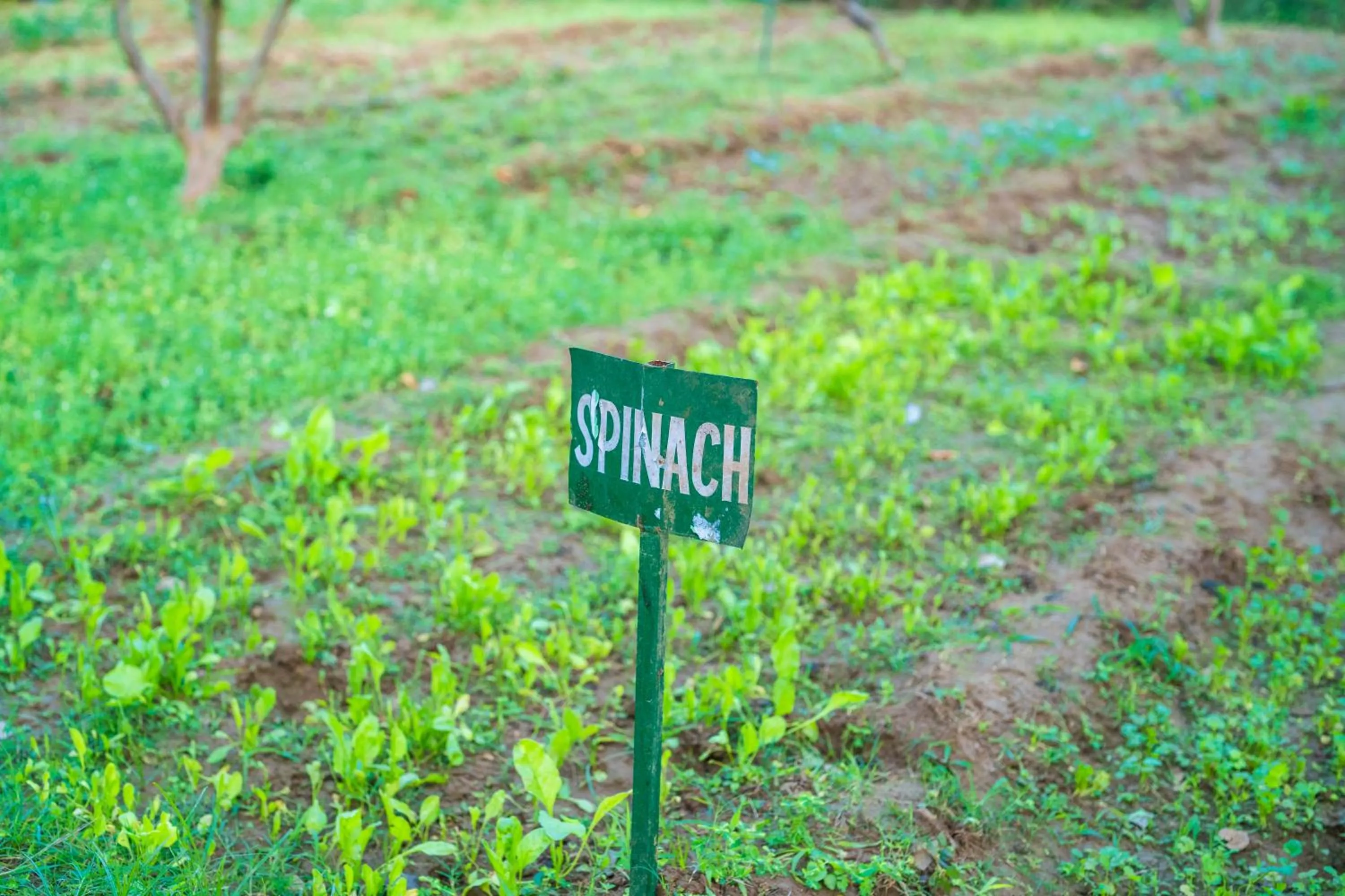 Garden in Paridhi Niwas, Ranthambore- near Tiger Safari Zones 1-5