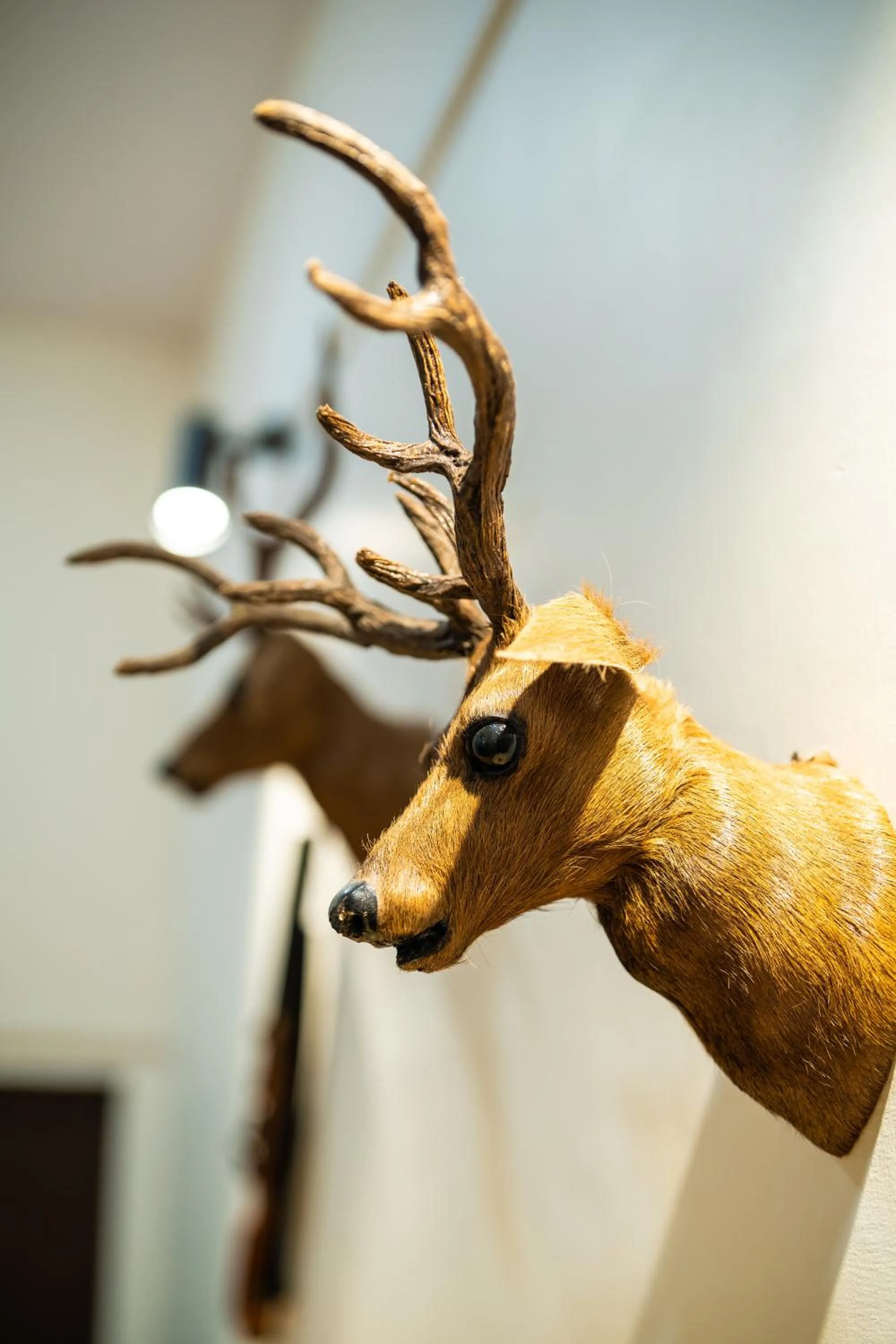 Decorative detail in Paridhi Niwas, Ranthambore- near Tiger Safari Zones 1-5