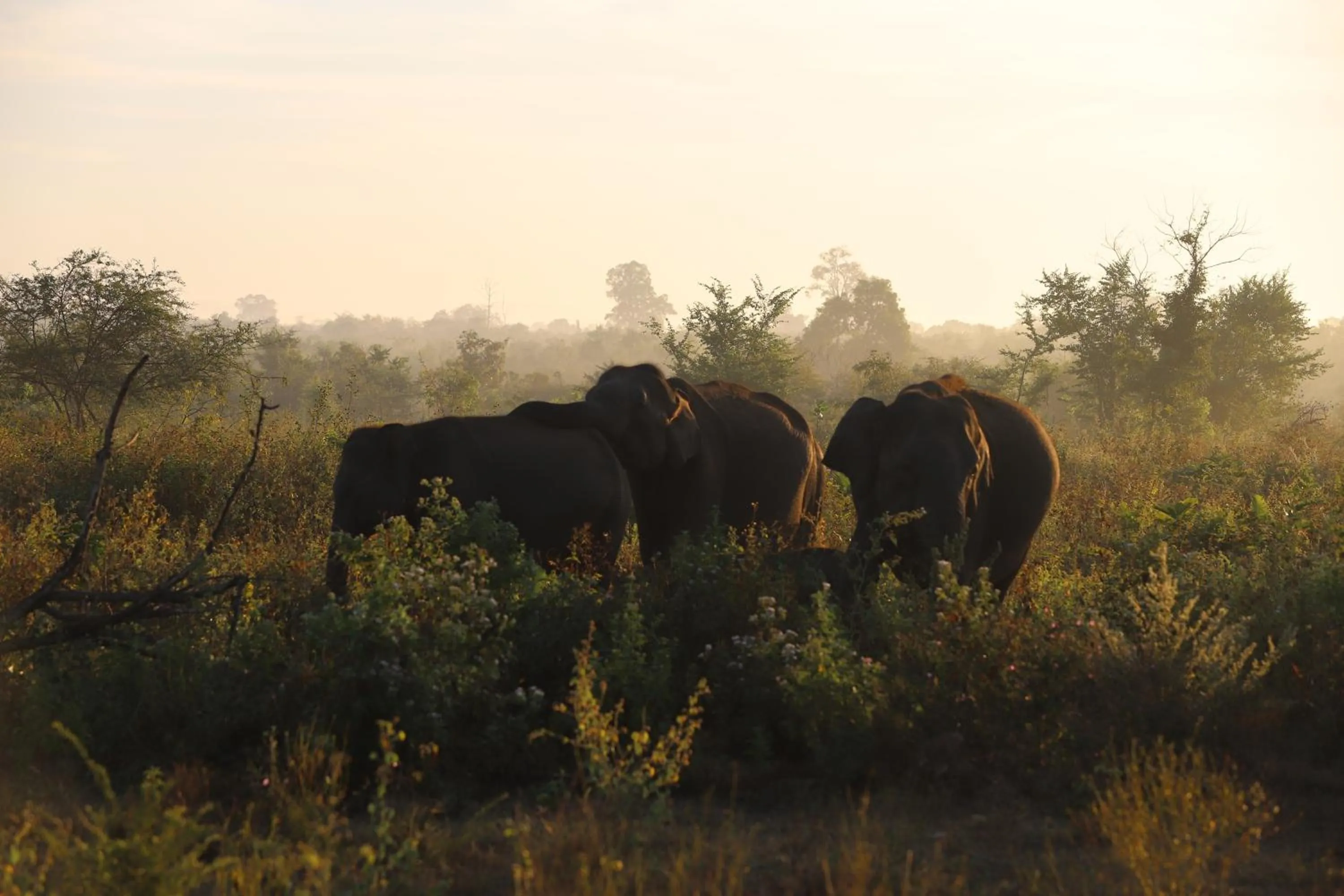 Animals in Ele Camp Udawalawe