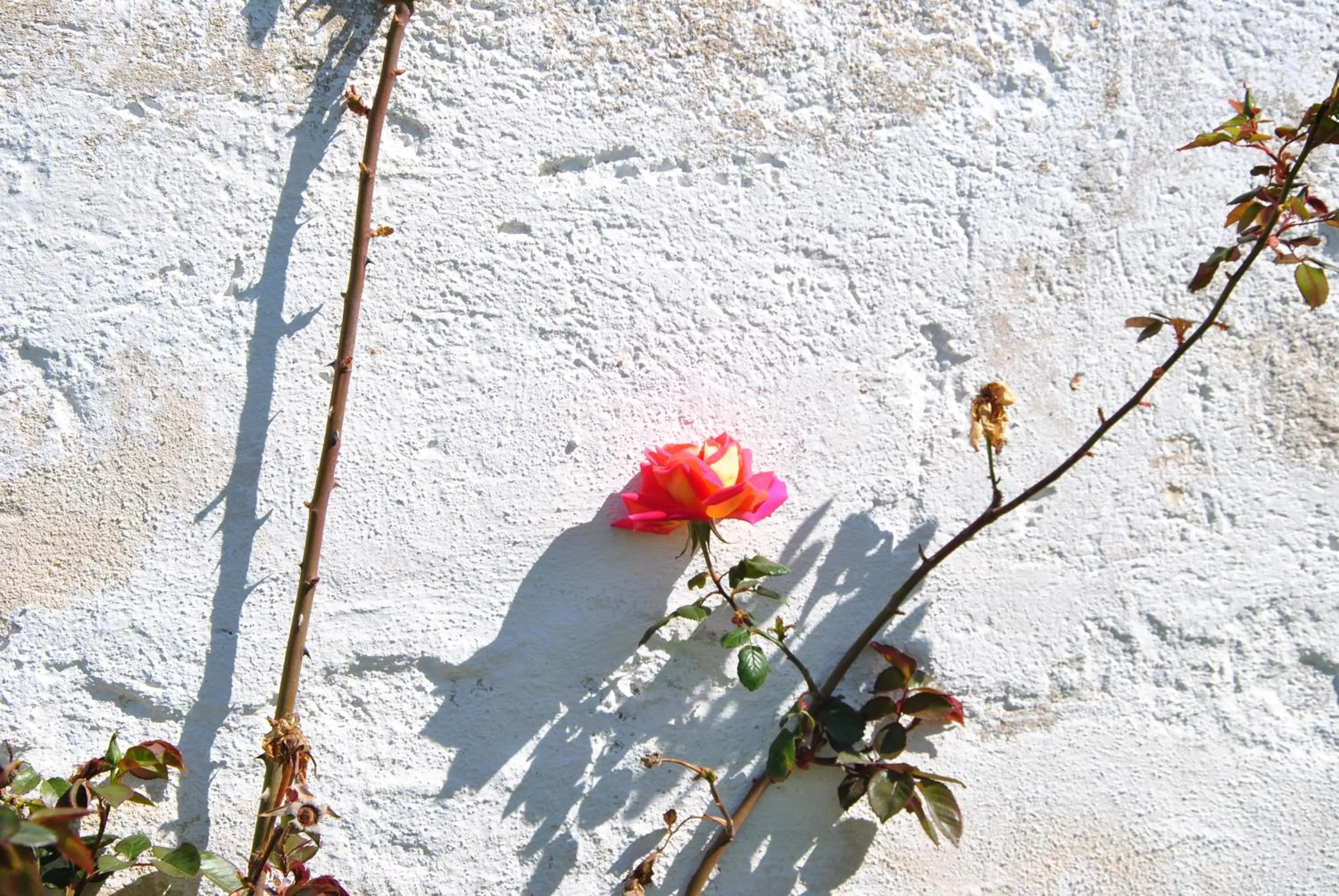Decorative detail in Casale del Murgese Country Resort