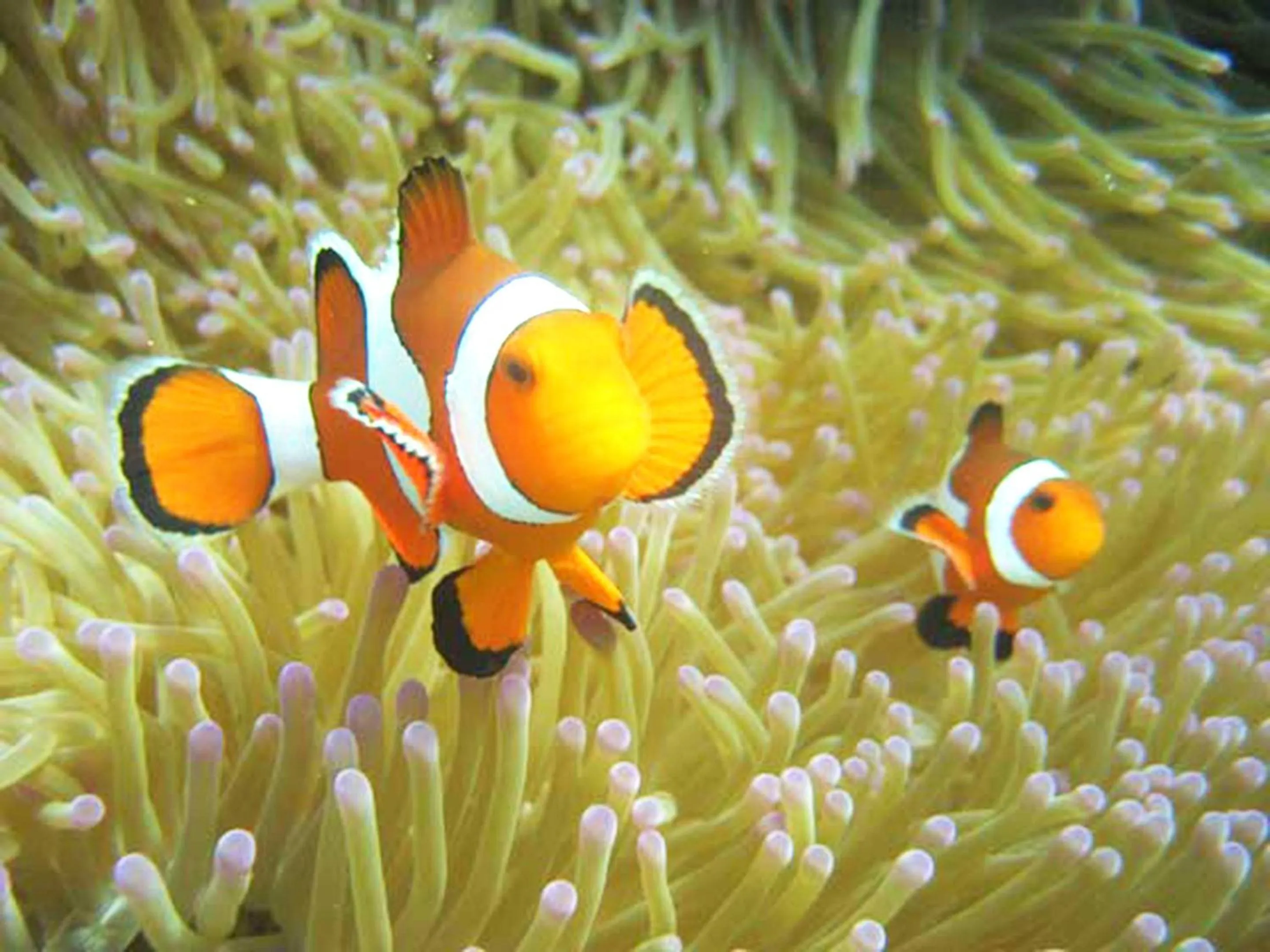 Natural landscape in Hotel Hamahigashima Resort