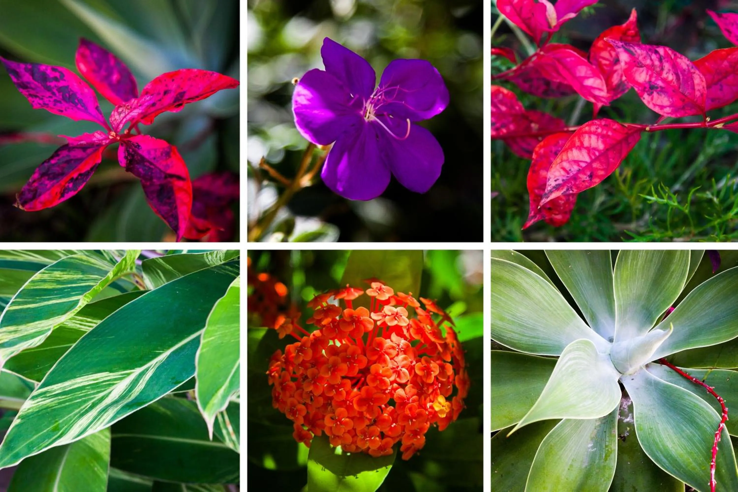 Garden in Dockside Apartments Mooloolaba
