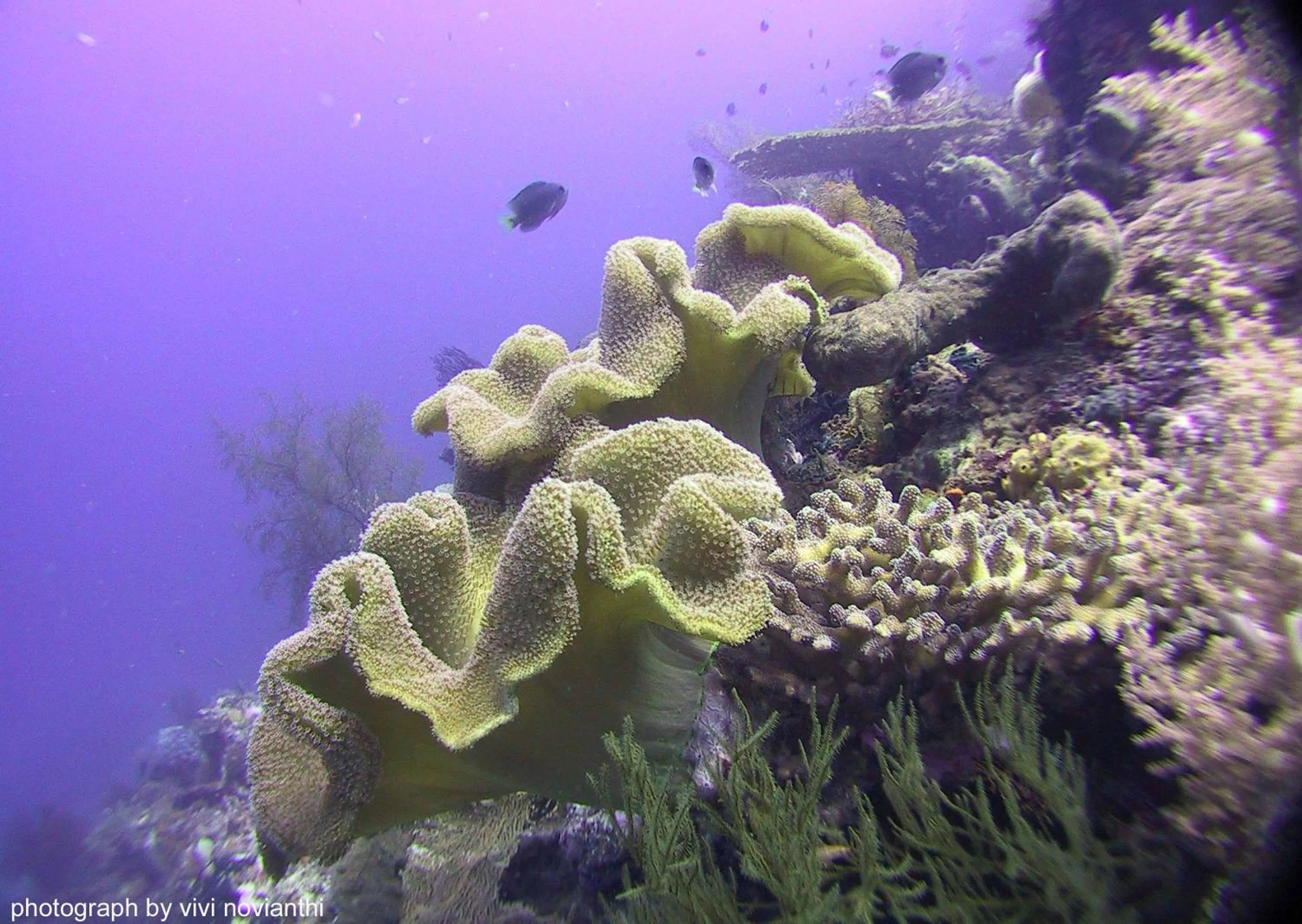 Diving in Trijaya Guest House Pemuteran
