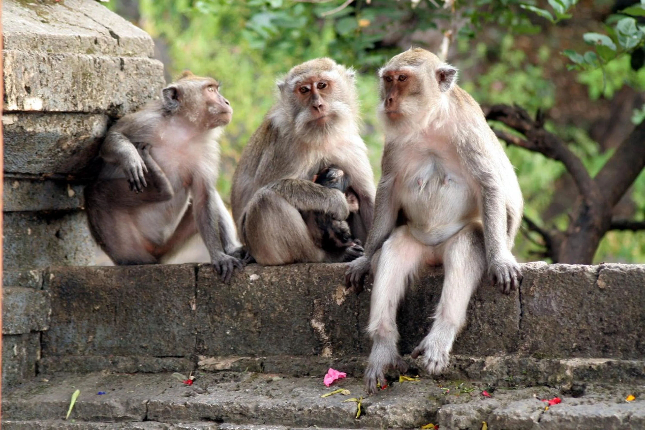 Other in Trijaya Guest House Pemuteran