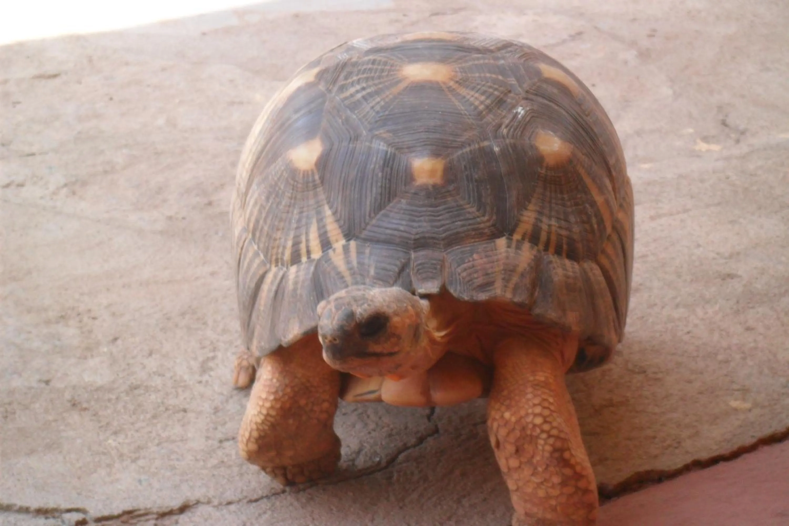 Pets in Hôtel - Appartement meublé " LES FLOTS BLEU "
