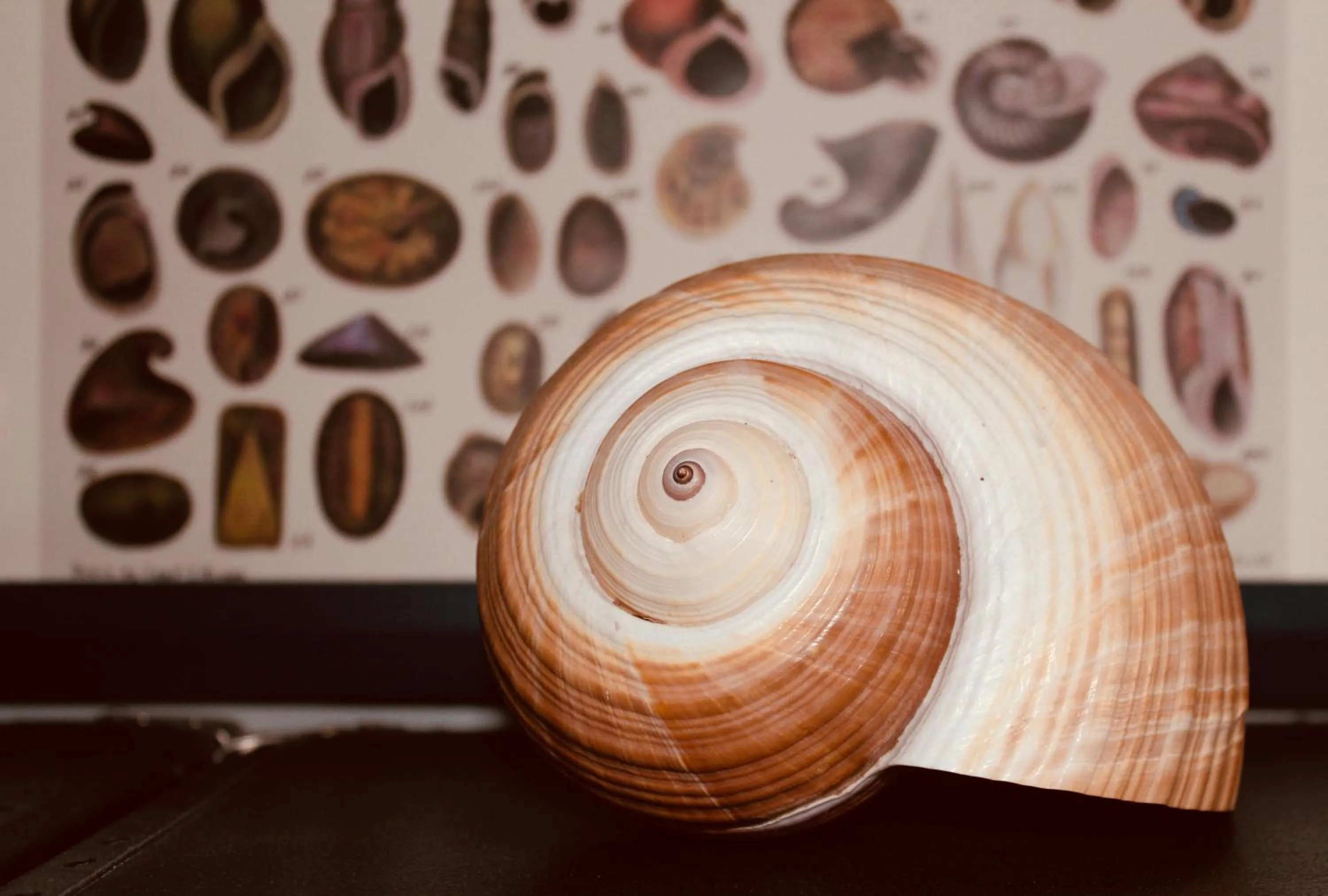 Photo of the whole room in Bellevue Gastgeberei