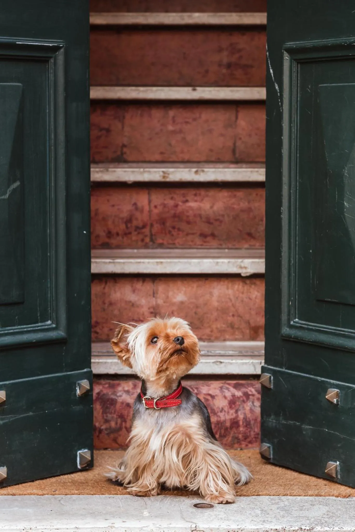 Pets in Teichnersuite