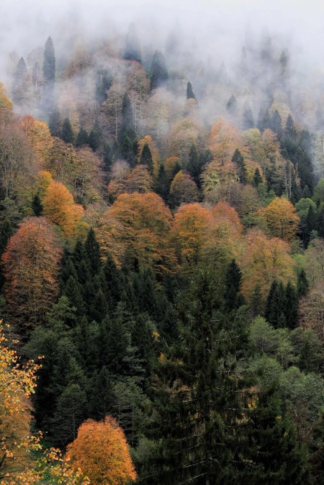 Natural landscape in Ayderoom Hotel
