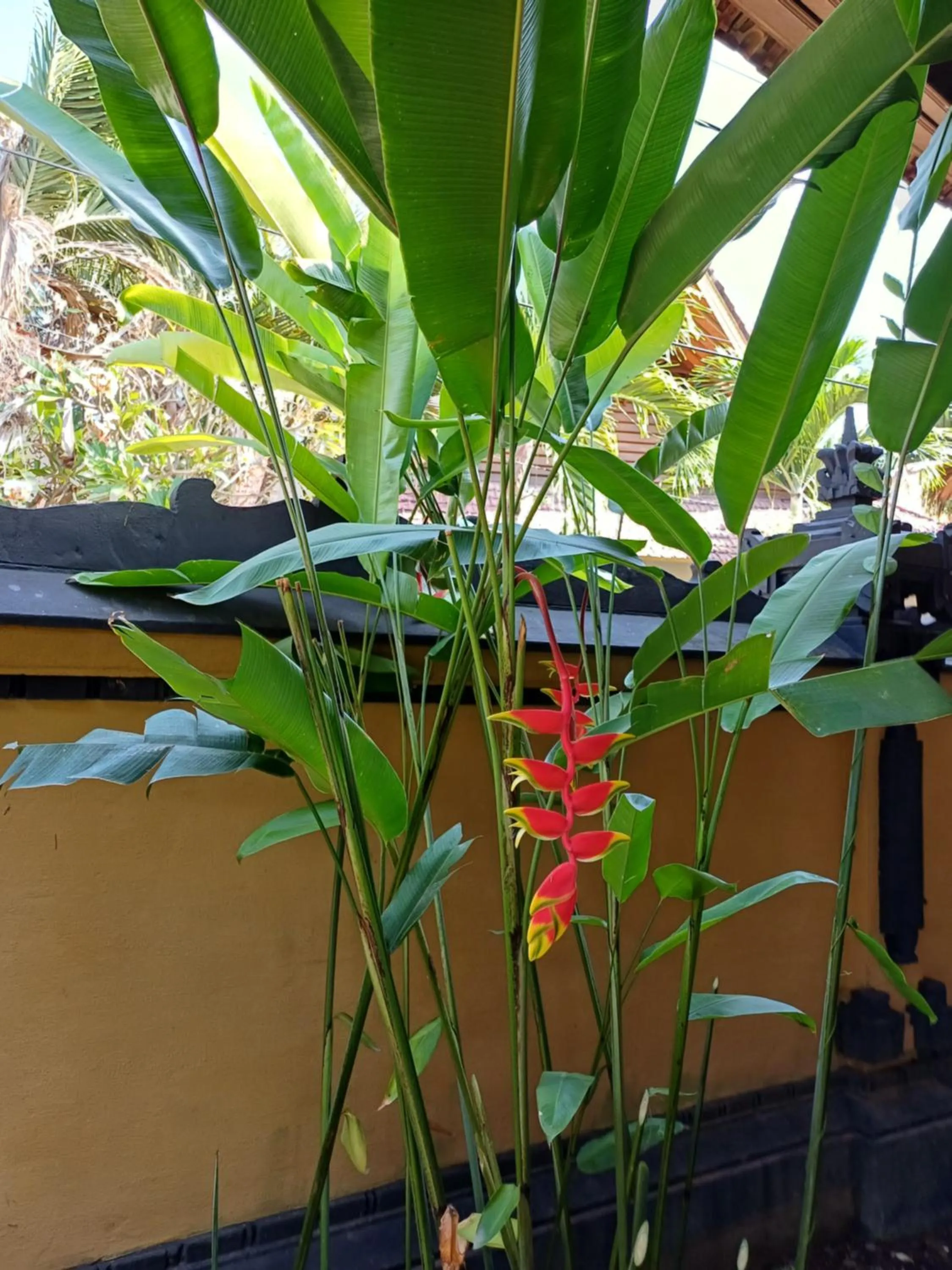 Balinda Rooms & Villa