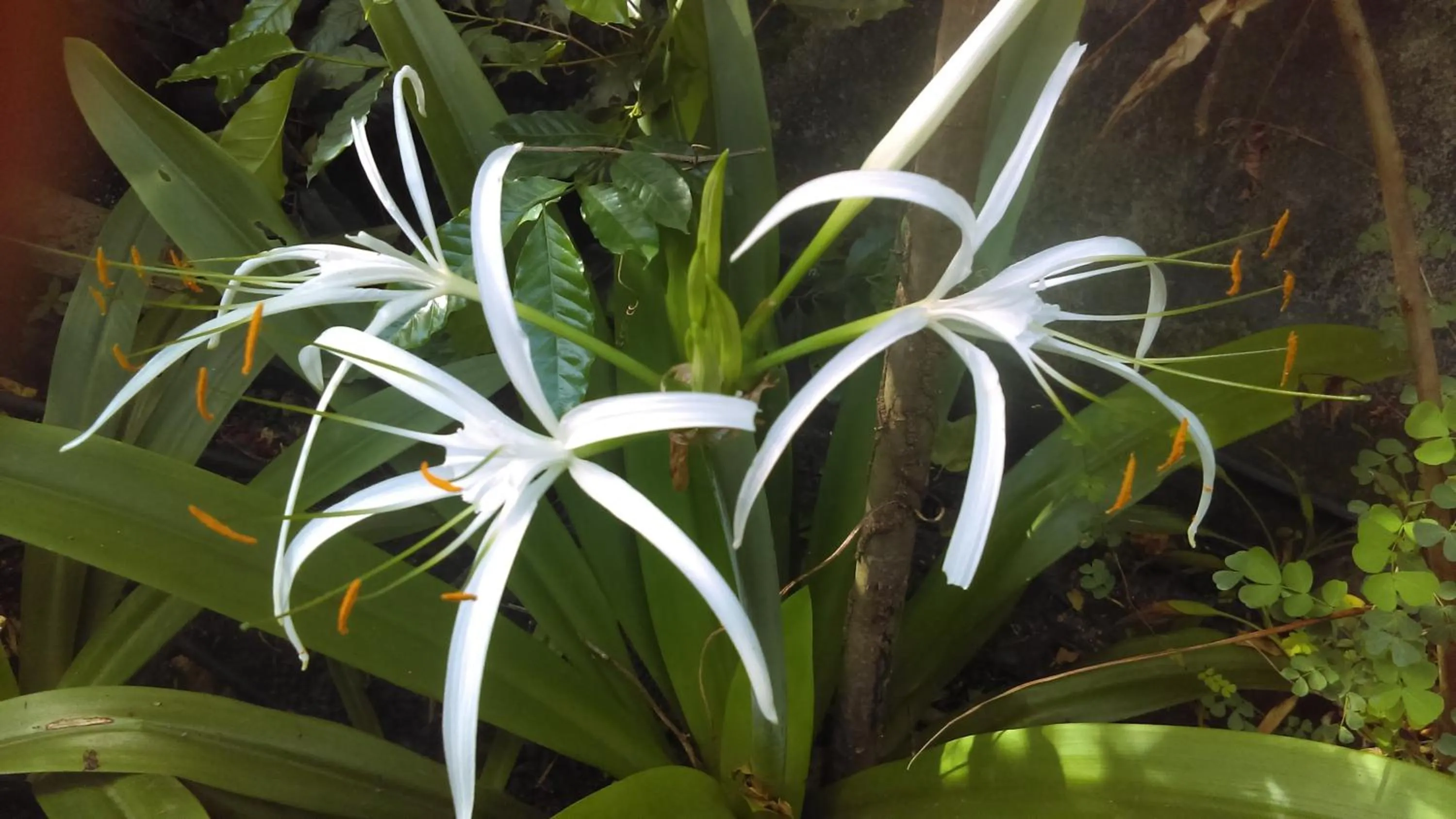 Garden in Résidence Les MANGUIERS OTANTIK