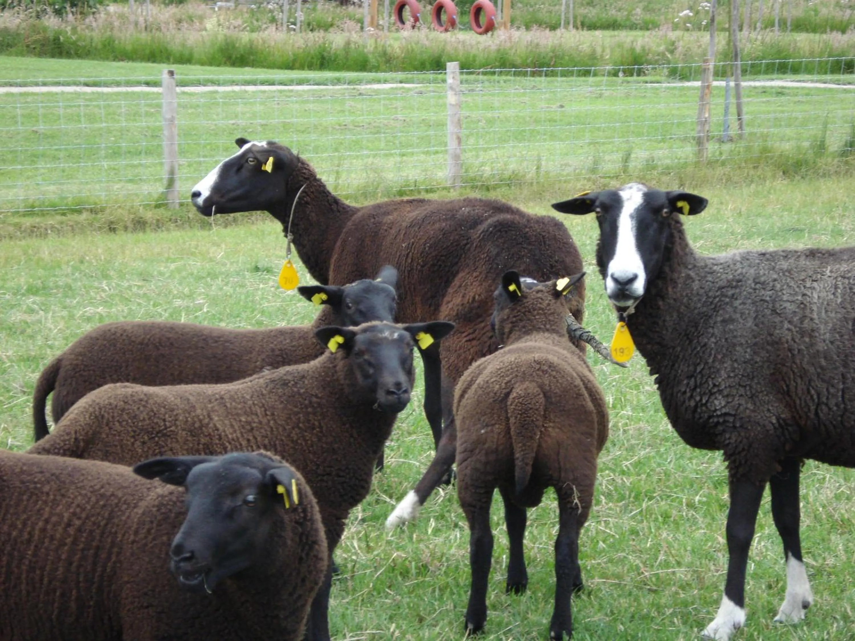 Animals in Fruitpark Hotel & Spa