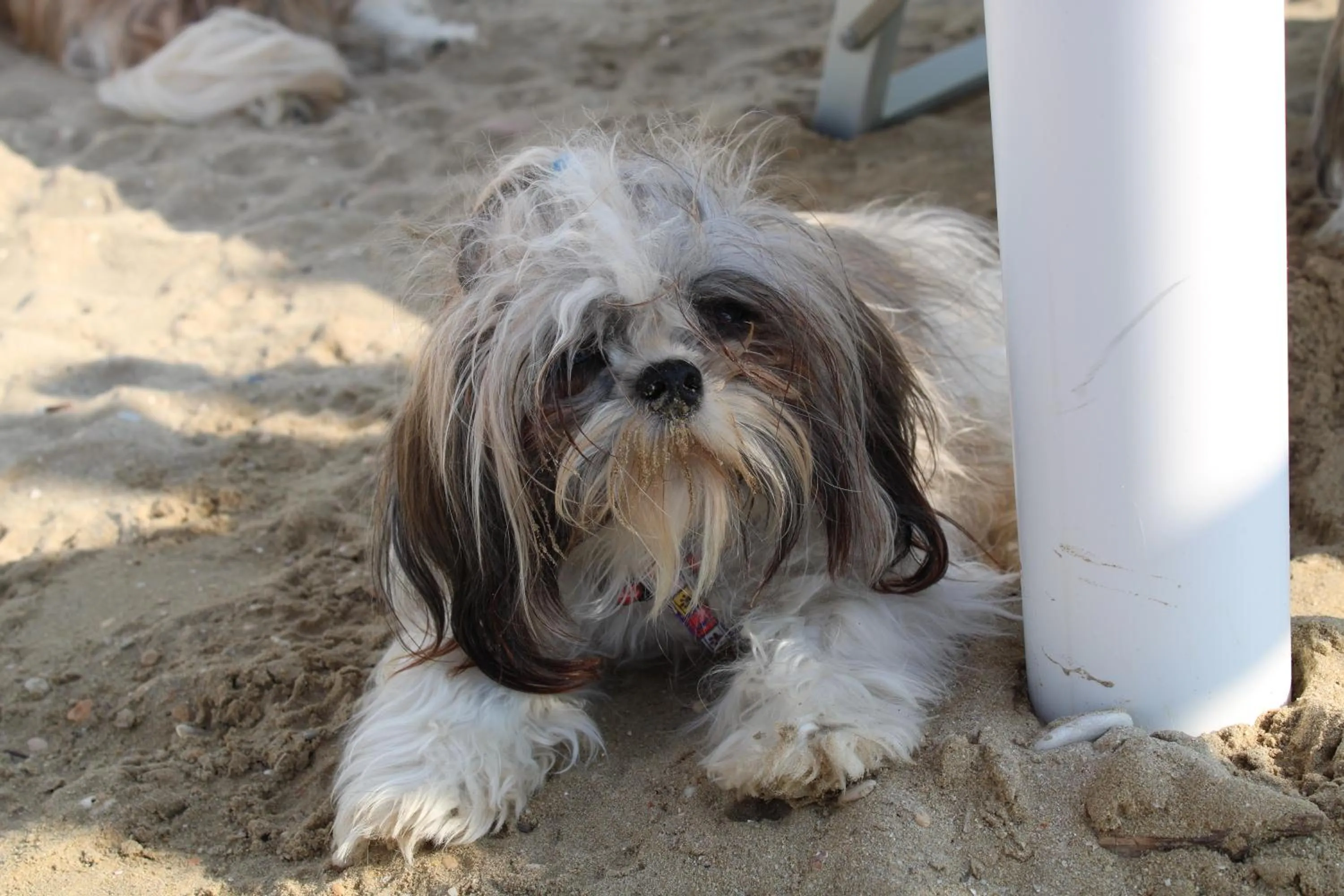 Beach in Hotel Atlantic