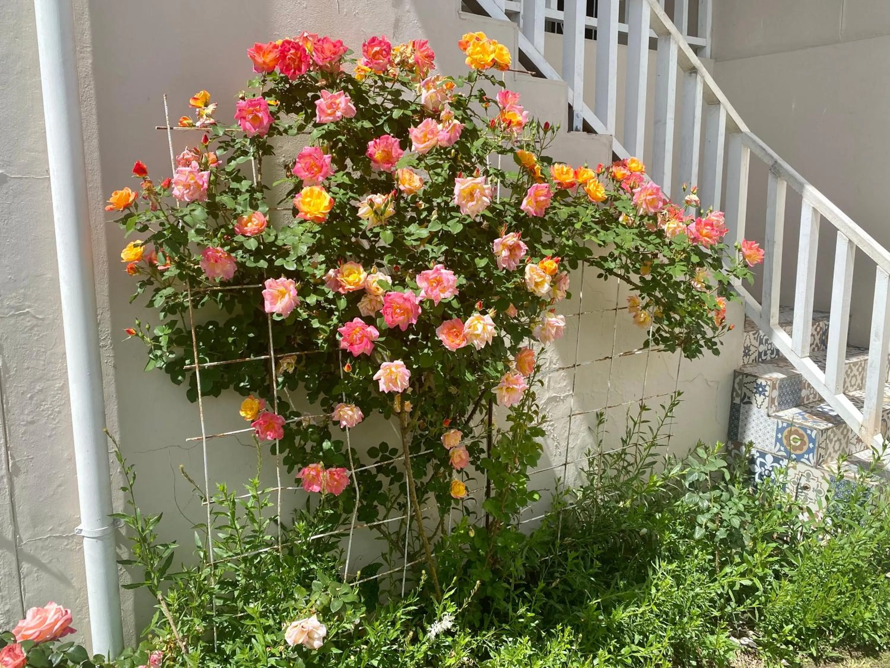 Garden in The View Swellendam B&B