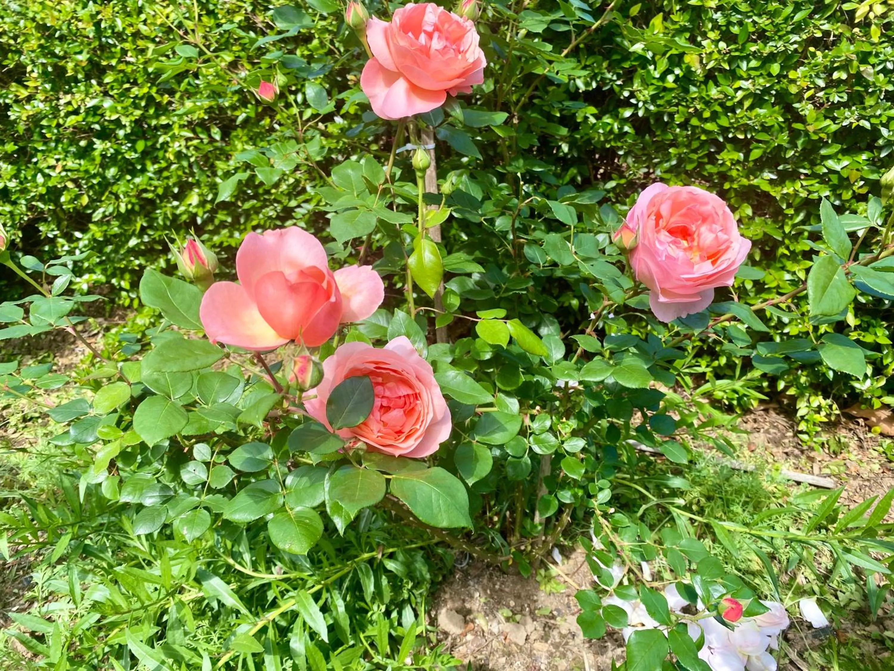 The View Swellendam B&B